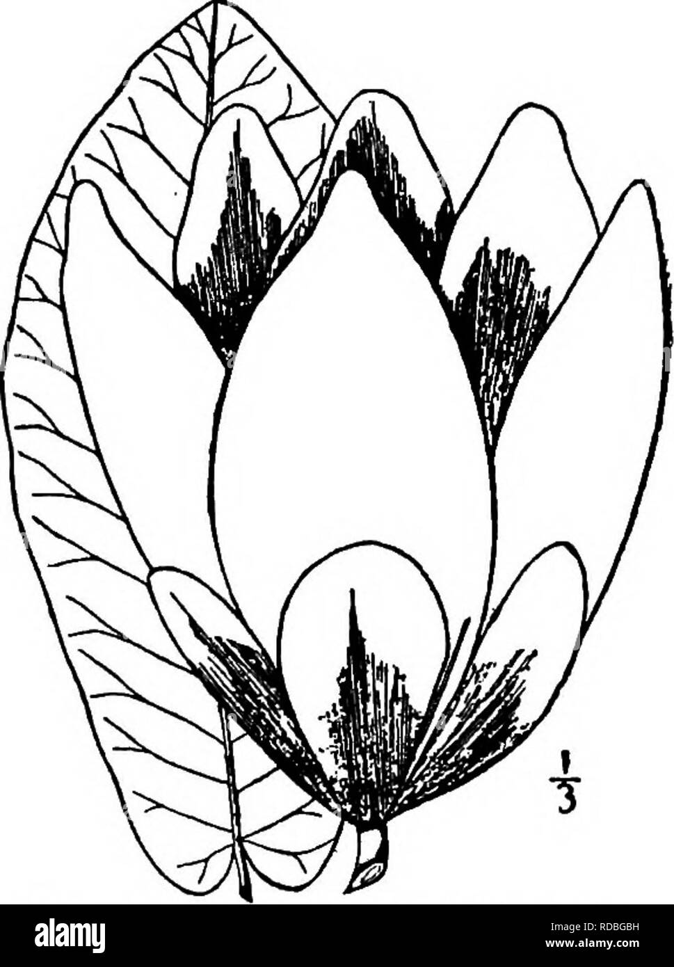 . Les arbres de l'Amérique du Nord : être des descriptions et des illustrations de l'arbres croissant indépendamment de la culture en Amérique du Nord, au nord du Mexique et les Antilles . Les arbres. Umbrella Tree Large-Leaved bourgeons 391 lisse et pointu. Les feuilles minces sont rhombiques-obovées, habituellement de courte fait brusquement, glabres, 2,5 dm. de long ou moins, avec deux oreillettes basales, quelque peu différentes ; elles sont vert clair à la face supérieure, et plus pâle en dessous, leurs tiges de 3 à 6 cm de longueur. Les fleurs blanches ouvrir en mai ou juin, et sont plus petites que celles de M. Fraseri Walter, l'a souligné, lancéolées ou long-point Banque D'Images
