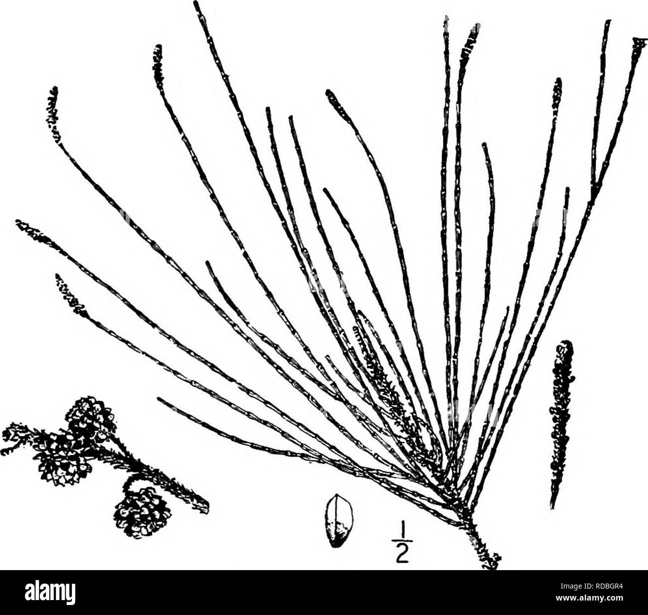 . Les arbres de l'Amérique du Nord : être des descriptions et des illustrations de l'arbres croissant indépendamment de la culture en Amérique du Nord, au nord du Mexique et les Antilles . Les arbres. 164 4 coins dans terminal staminées cylindrique mince je les pointes à 4 cm. de long, les bractées étroitement imbriquées, les anthères exserts ; les fleurs pistillées sont denses en latéral, sous- globuleuses crampons, sur de courtes branches, i à 2 cm. de long. Le cone-comme les fruits est globuleux ou oblongue, de 1 à 2 cm de diamètre, brun jaunâtre, les échelles corky. Le fruit est gros, aplati au sommet à ailes, ovale, d'environ 5 mm. de long ; le wifi Banque D'Images