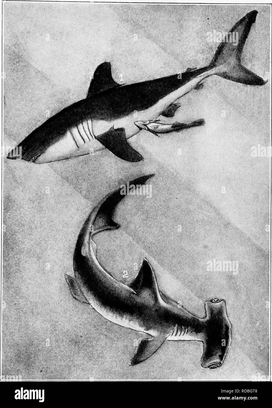 . L'American natural history ; une base de connaissances utiles de les animaux supérieurs de l'Amérique du Nord. L'histoire naturelle. 1. Le requin, le maquereau avec REMORA attaché. 2. HAMMER-HEAD SHARK.. Veuillez noter que ces images sont extraites de la page numérisée des images qui peuvent avoir été retouchées numériquement pour plus de lisibilité - coloration et l'aspect de ces illustrations ne peut pas parfaitement ressembler à l'œuvre originale.. Hornaday, William Temple, 1854-1937. New York, C. Scribner's Sons Banque D'Images