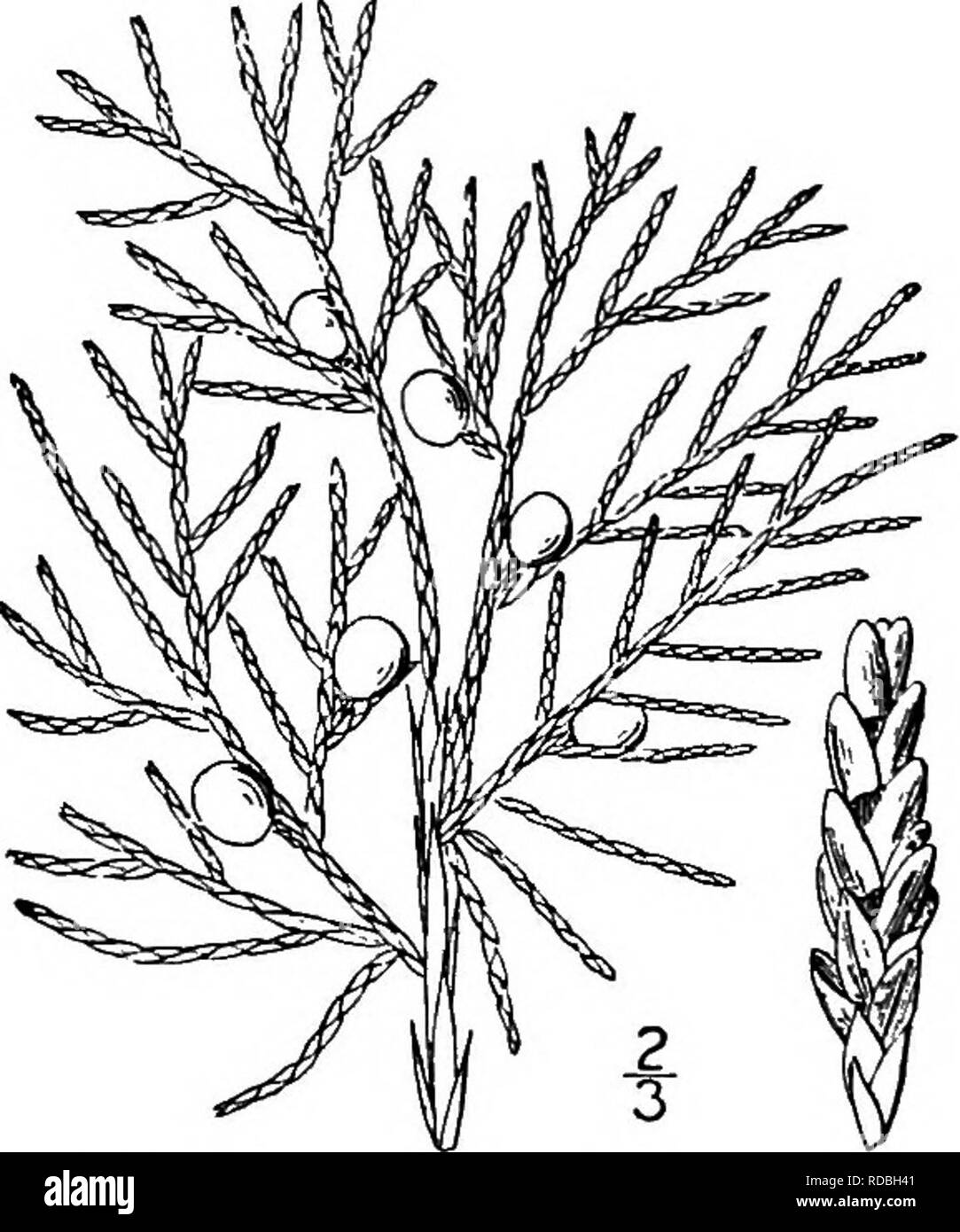 . Les arbres de l'Amérique du Nord : être des descriptions et des illustrations de l'arbres croissant indépendamment de la culture en Amérique du Nord, au nord du Mexique et les Antilles . Les arbres. ii8 Les Genévriers pauvres ou sol rocheux de la Nouvelle-Écosse et du Nouveau-Brunswick à l'ouest de l'Ontario et du Dakota du Sud, vers le sud jusqu'au nord de la Floride, l'Alabama et l'est du Texas. Il est diversement connue sous le nom de Red Cedar, genévrier rouge, Savin, Cèdre, genévrier et bush. Le coffre est grand et tout droit, en général, souvent striée considérablement élargi à la base, et parfois excentrique. Les branches sont minces, plus ou moins se propager au-dessous et l'ASCE Banque D'Images