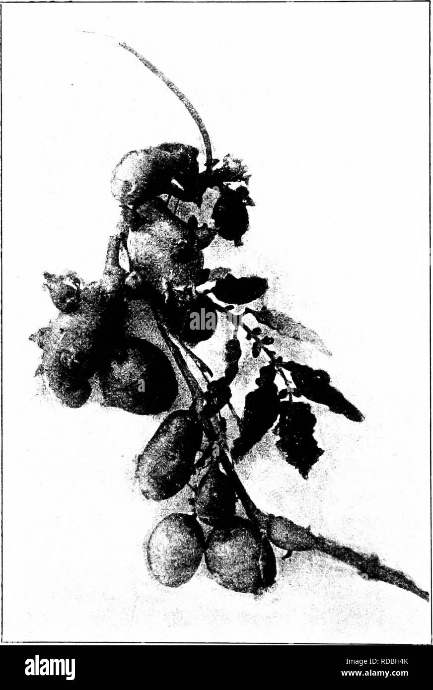 . De nouvelles créations dans la vie végétale : un compte de la vie et l'œuvre de Luther Burbank . Burbank, Luther, 1849-1926 ; l'amélioration des plantes. De plus en plus de pommes de terre sur une vigne tomates après la greffe sur la racine de la pomme de terre. Veuillez noter que ces images sont extraites de la page numérisée des images qui peuvent avoir été retouchées numériquement pour plus de lisibilité - coloration et l'aspect de ces illustrations ne peut pas parfaitement ressembler à l'œuvre originale.. Harwood, William Sumner, 1857-1908. New York ; Londres : Macmillan Banque D'Images