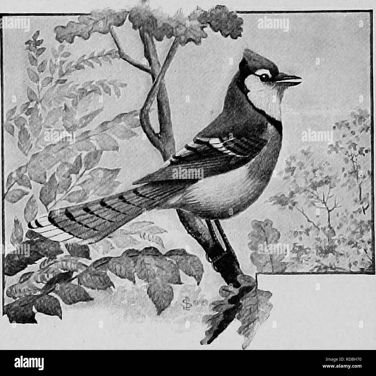 . L'American natural history ; une base de connaissances utiles de les animaux supérieurs de l'Amérique du Nord. L'histoire naturelle. PERCHERS ET CHANTEURS 324 marauder, c'est seulement son audace qui le sauve d'exter- mination. En externe, il est vraiment un bel oiseau, mais sa voix est habile et strident. À côté de sa "Jay", un corbeau est un doux songster. Il prendra vos cerises juste devant vos yeux, puis grondent. BLUE-JAY. Vous vertement de ne pas à la recherche d'agréable à elle ! Il prive les nids d'autres oiseaux, manger des oeufs ou des jeunes, quelle que soit la pourrait être là ; et à mesure qu'il s'agit d'un ravageur Banque D'Images