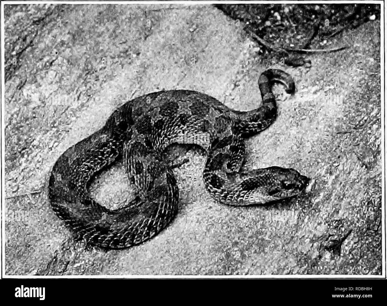 . L'American natural history ; une base de connaissances utiles de les animaux supérieurs de l'Amérique du Nord. L'histoire naturelle. Couleuvre 93 Angleterre Etats-Unis jusqu'à New York, et également dans les états du sud-est et la vallée du Mississippi est trouvé une sous- espèce appelée Natrix sipedon fasciata. Hog-Nosed^ Le serpent est un serpent de nombreux noms et habitudes remarquable. Il est souvent appelé le "souffle", "Propagation Viper Adder," et d'autres combinaisons de "Viper" et "Adder", toutes erronées. C'est le serpent qui est un tel bold bluffeur, et souvent enregistre ses Banque D'Images