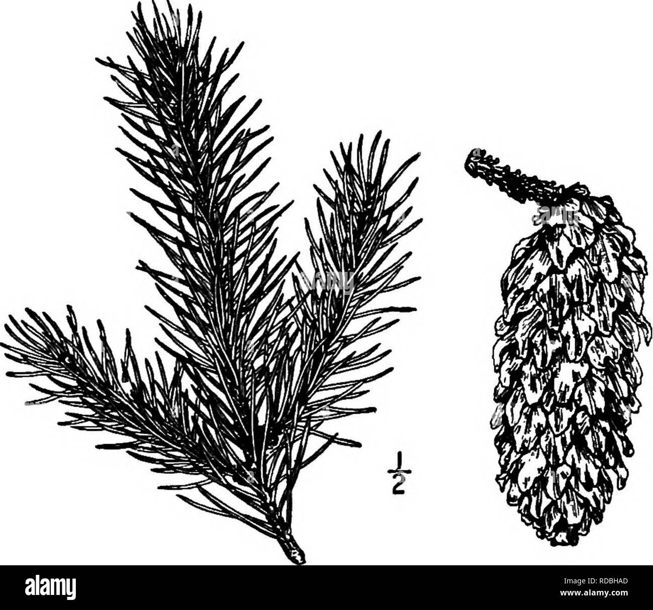 . Les arbres de l'Amérique du Nord : être des descriptions et des illustrations de l'arbres croissant indépendamment de la culture en Amérique du Nord, au nord du Mexique et les Antilles . Les arbres. 6o Les épicéas, rouge clair. Les cônes, qui sont abondamment cultivées, sont elliptiques, 3 à 7 cm. de long, vert clair avec une teinte rougeâtre lorsque les jeunes, brun clair et brillant lorsqu'il est mûr, tomber peu après que les graines ont abandonné leur subrhomboid ; les écailles sont fines, et ferme, un peu concave, habituellement près du milieu plus large et de façon irrégulière, à l'apex dentées ; les bractées sont tronquer ou pointu, 4 à 6 mm. de long. Voir Banque D'Images