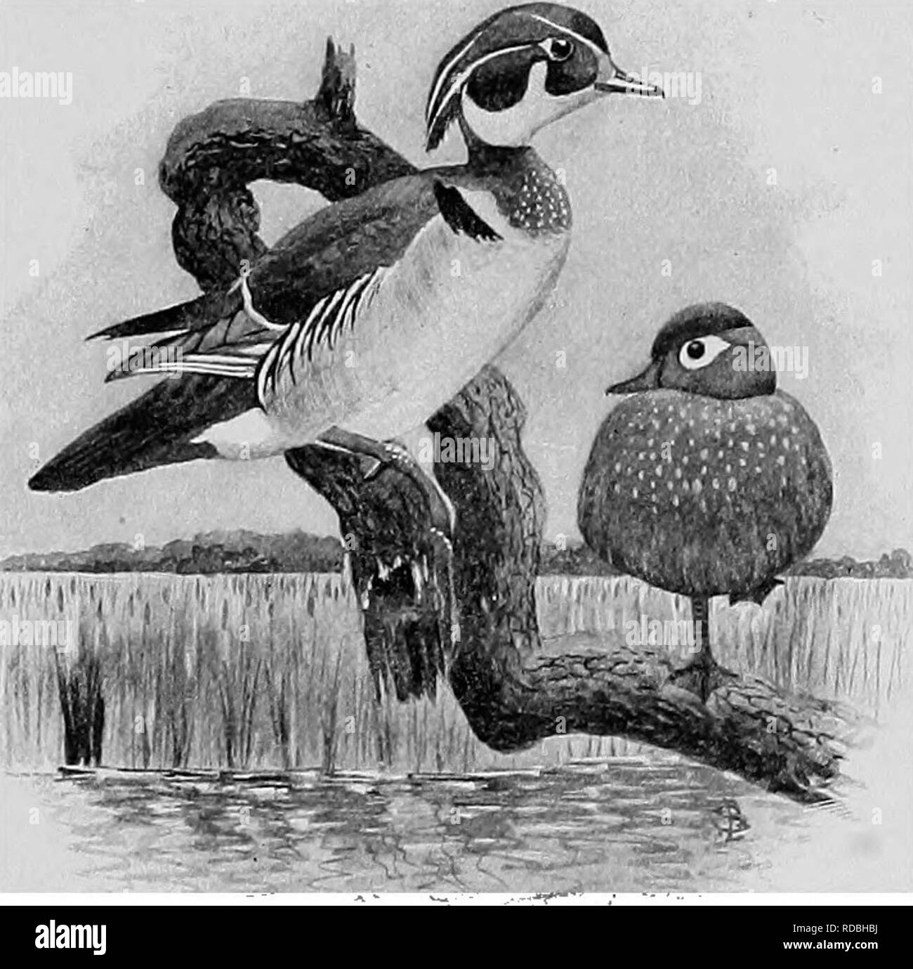. L'American natural history ; une base de connaissances utiles de les animaux supérieurs de l'Amérique du Nord. L'histoire naturelle. Beauté DU BOIS 183 Canards bruns, jaunes et blancs qui est tout à fait ahurissant. Même la faiblesse de son petit projet de loi est de couleur rouge et blanc, et ses iris est rouge vif. À mon avis, les revendications des deux espèces de canards qui sont rivaux pour le prix de la beauté, pourvu de peut à juste titre être exprimé par la proportion suivante :. Canard en bois. L'homme et de la femme. Le Canard pilet Canard en bois à l'est comme une grosse bébête bien amer- ican femme c'est un mandarin chinois. Le Canard branchu a besoin d'aucune description. Banque D'Images