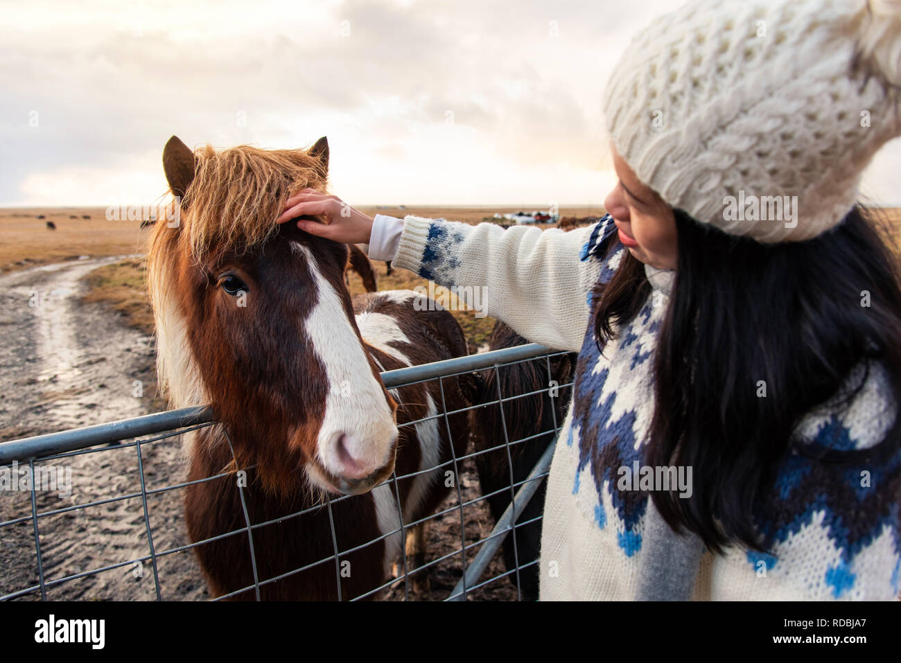 Girl petting adorable cheval islandais sur l'Islande road trip Banque D'Images