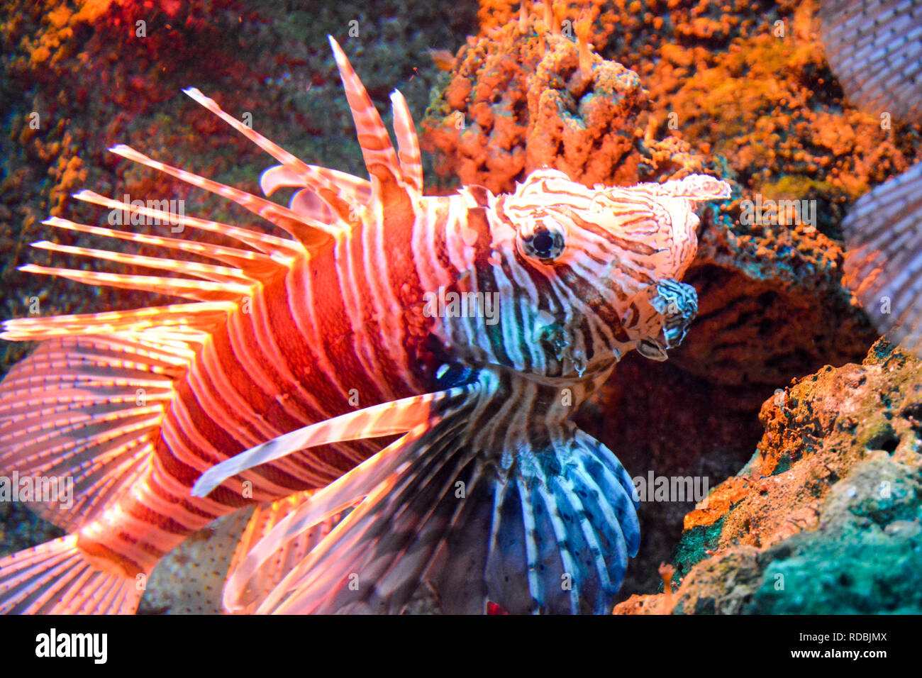 Des poissons exotiques dans un aquarium ou d'un aquarium - tastyfisch turkeyfish, Pterois, firefish, ou poisson-papillon Banque D'Images