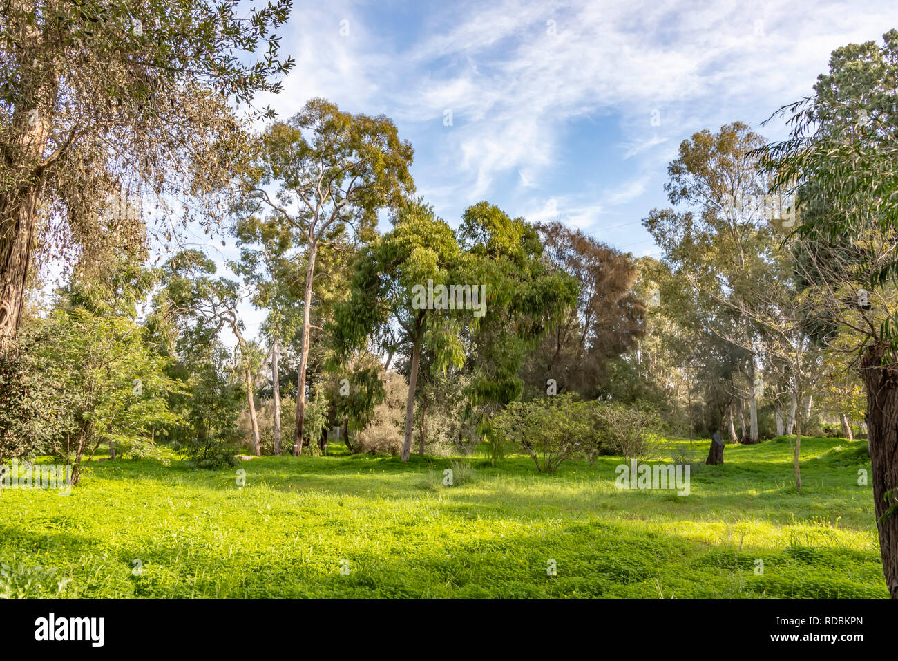 Eucalyptus sur une pelouse verte ensoleillée sous un ciel bleu avec des nuages. Paysage Banque D'Images