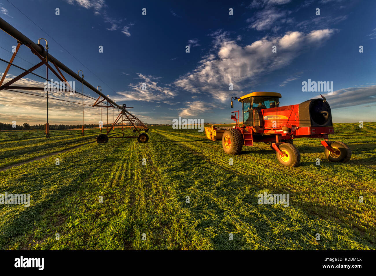 Un agriculteur coupe finitions juste son champ de luzerne au coucher du soleil. Banque D'Images