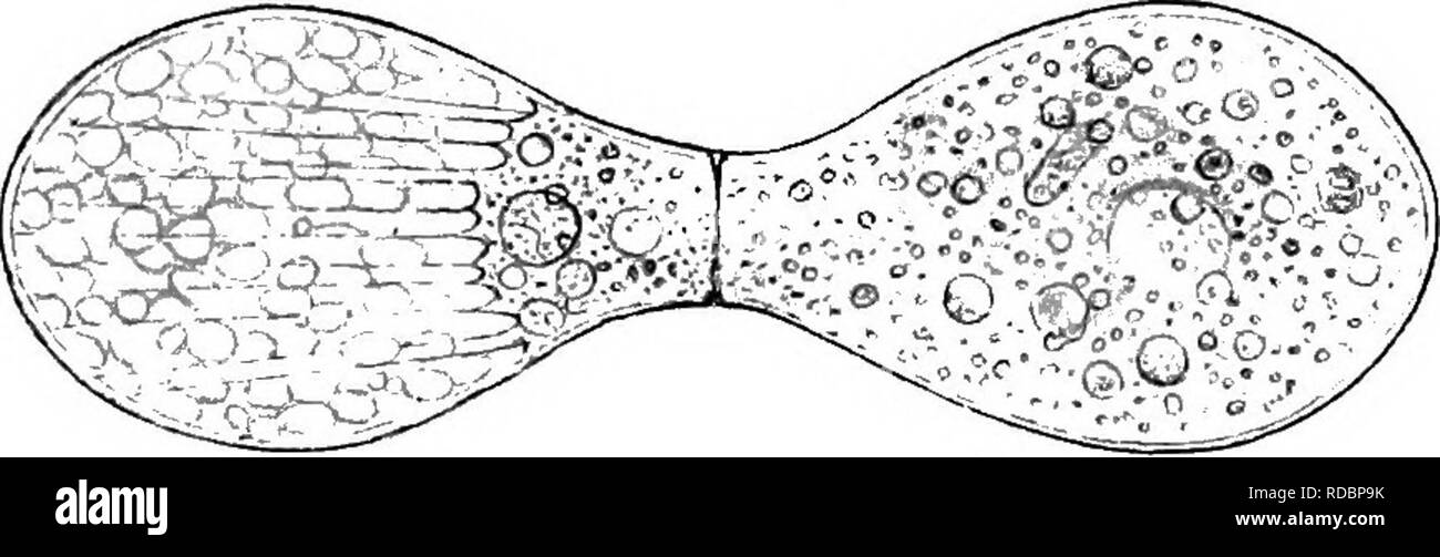 . L'eau douce et Heliozoa Rhizopoda britannique. Rhizopoda ; Heliozoa ; animaux d'eau douce. 96 FEESHWATICR EHIZOPODA BRITANNIQUE. Sous le nom de N. collaris, Leidy inclus plusieurs formes aujourd'hui reconnu comme distinctes, mais, dans la mesure où peuvent être recueillis à partir de sa description et chiffres, que décrit ici doit être considéré comme typique de l'espèce. Il diffère de N. tincta (Leidy) et N. fiahellulum Leidy (ses plus proches alliés) à avoir un test qui n'est pas soudainement contracté pour former un cou cylindrique court ; il est plus large à l'embouchure de l'une de ces, et presque toujours les côtés, si pas dilaté Banque D'Images