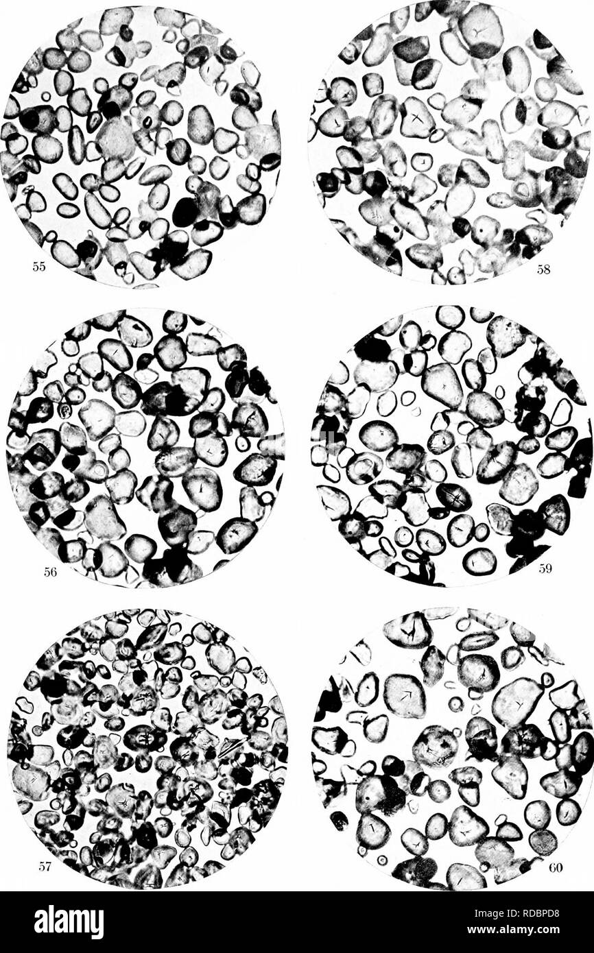 . Un biochemic base pour l'étude des problèmes de la taxonomie, l'hérédité, de l'évolution, etc., avec une référence particulière à l'amidon et des tissus de stocks-parent et hybrides-stocks et les amidons et l'hémoglobine de variétés, des espèces et genres. D'AMIDON ; biochimie ; hybridation des plantes ; les plantes. 10 de la plaque. 55. Narcissus tazetta grand monarque. 56. Poeticiis Narcissus ornatus. 57. Narcisse poetaz triomphe. 58. Narcisse gloria mundi. 59. Narcissus poeticus. ornatvs 60. Narcisse fiery cross.. Veuillez noter que ces images sont extraites de la page numérisée des images qui peuvent avoir été retouchées numériquement fo Banque D'Images