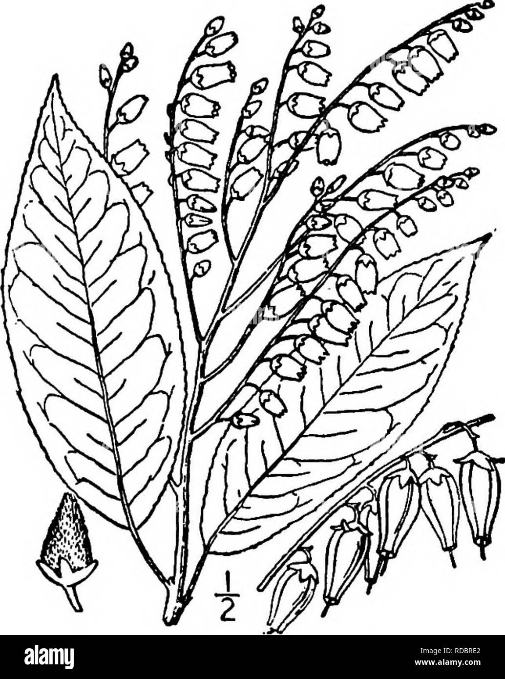 . Les arbres de l'Amérique du Nord : être des descriptions et des illustrations de l'arbres croissant indépendamment de la culture en Amérique du Nord, au nord du Mexique et les Antilles . Les arbres. Sourwood 757 gravité spécifique est d'environ 0,75. Cet arbre mérite une place dans les parcs et les pelouses des régions tempérées chaudes à cause de ses feuillages et profusion de petites fleurs. Xolisma, dont l'espèce est le type, contient environ 10 espèces, se produire- ring en Amérique du Nord et en Amérique centrale et aux Antilles. Le nom est grec et est supposé avoir été destiné pour Cholisma, sens défectueux, en référence à t Banque D'Images