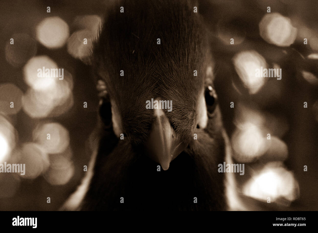 Close up head shot of bel oiseau Banque D'Images