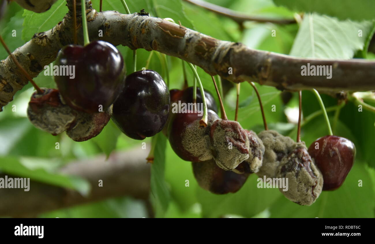 Cerises endommagées par trop de pluie et de chaleur, ce qui provoque la pourriture brune (Manilinia fructicola) Banque D'Images