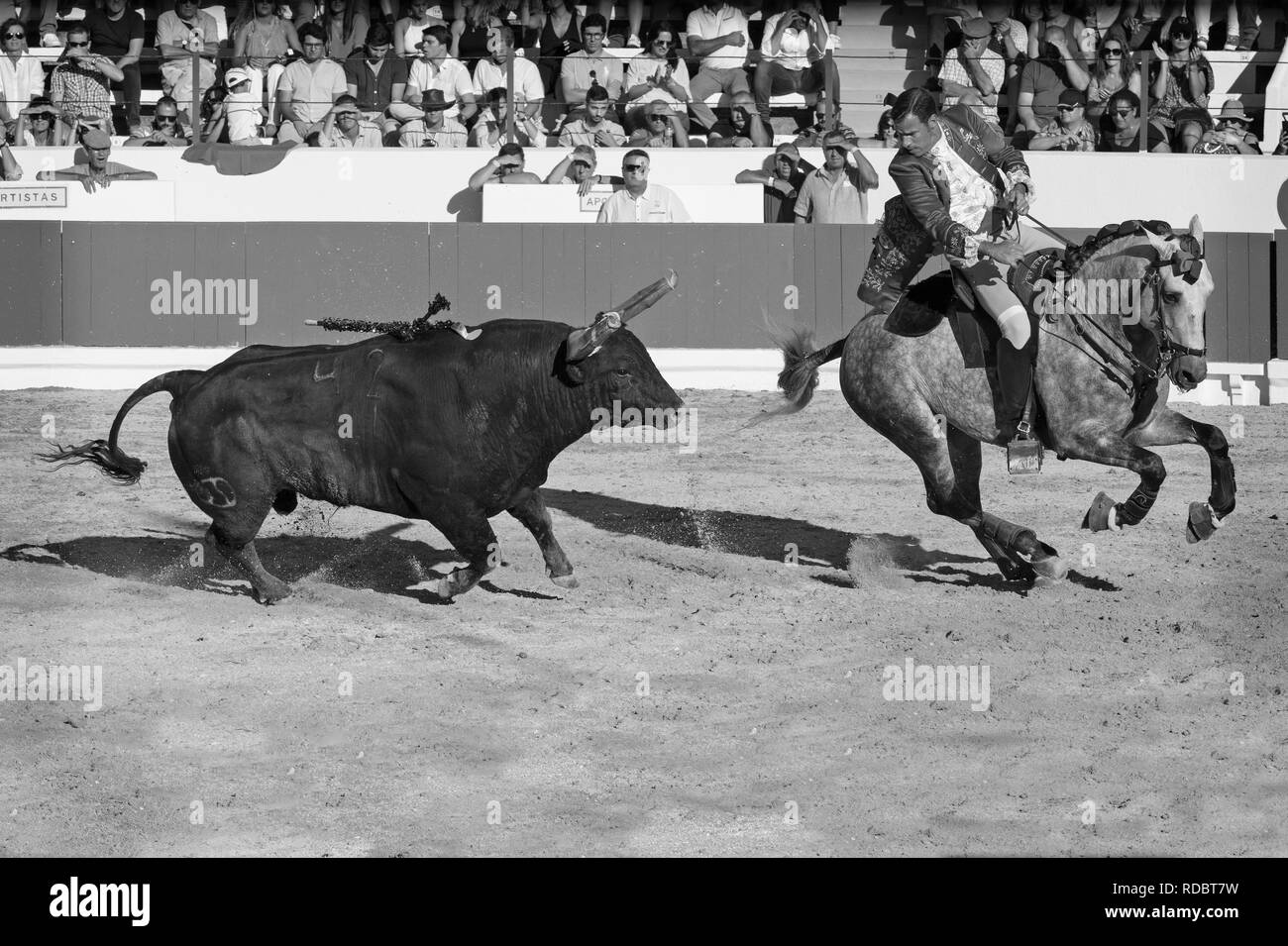 Corrida à Alcochete. Horseman poignardant banderille sur un taureau, les taureaux ne sont pas tués au cours de la corrida, Alcochete, Setubal, Portugal Province Banque D'Images