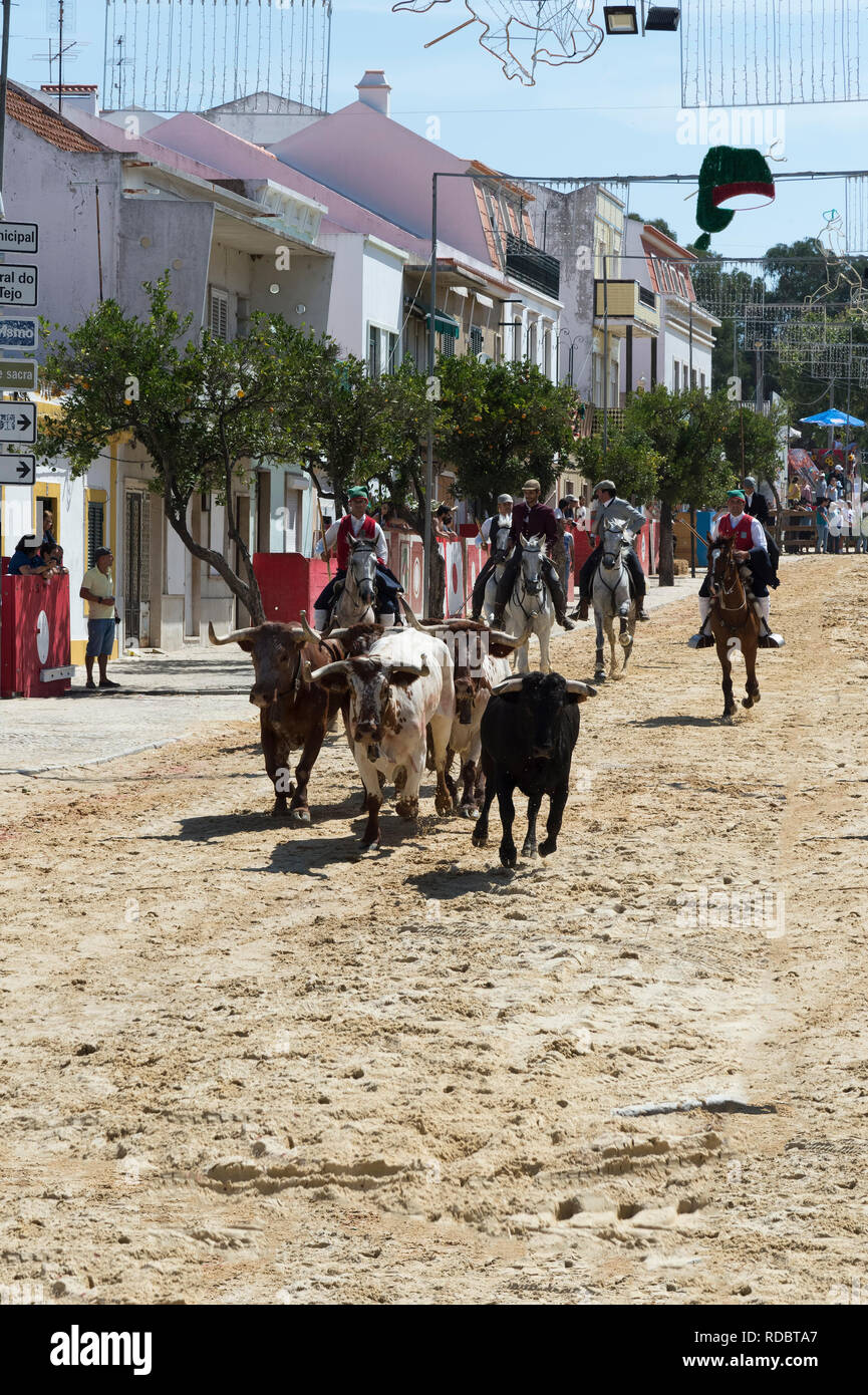 Défilé des cavaliers et des taureaux dans les rues pendant les festas do Barrete Verde e das Salinas, Alcochete, Setubal, Portugal Province Banque D'Images