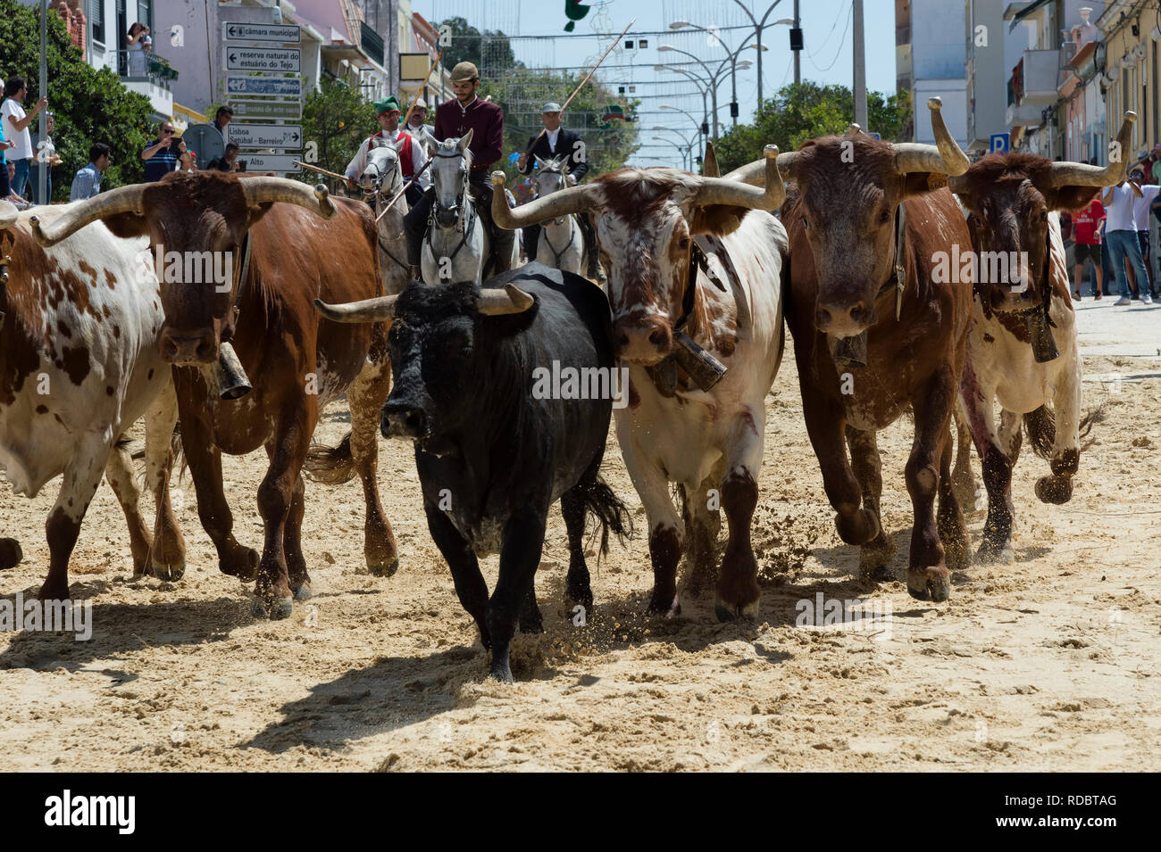 Défilé des cavaliers et des taureaux dans les rues pendant les festas do Barrete Verde e das Salinas, Alcochete, Setubal, Portugal Province Banque D'Images