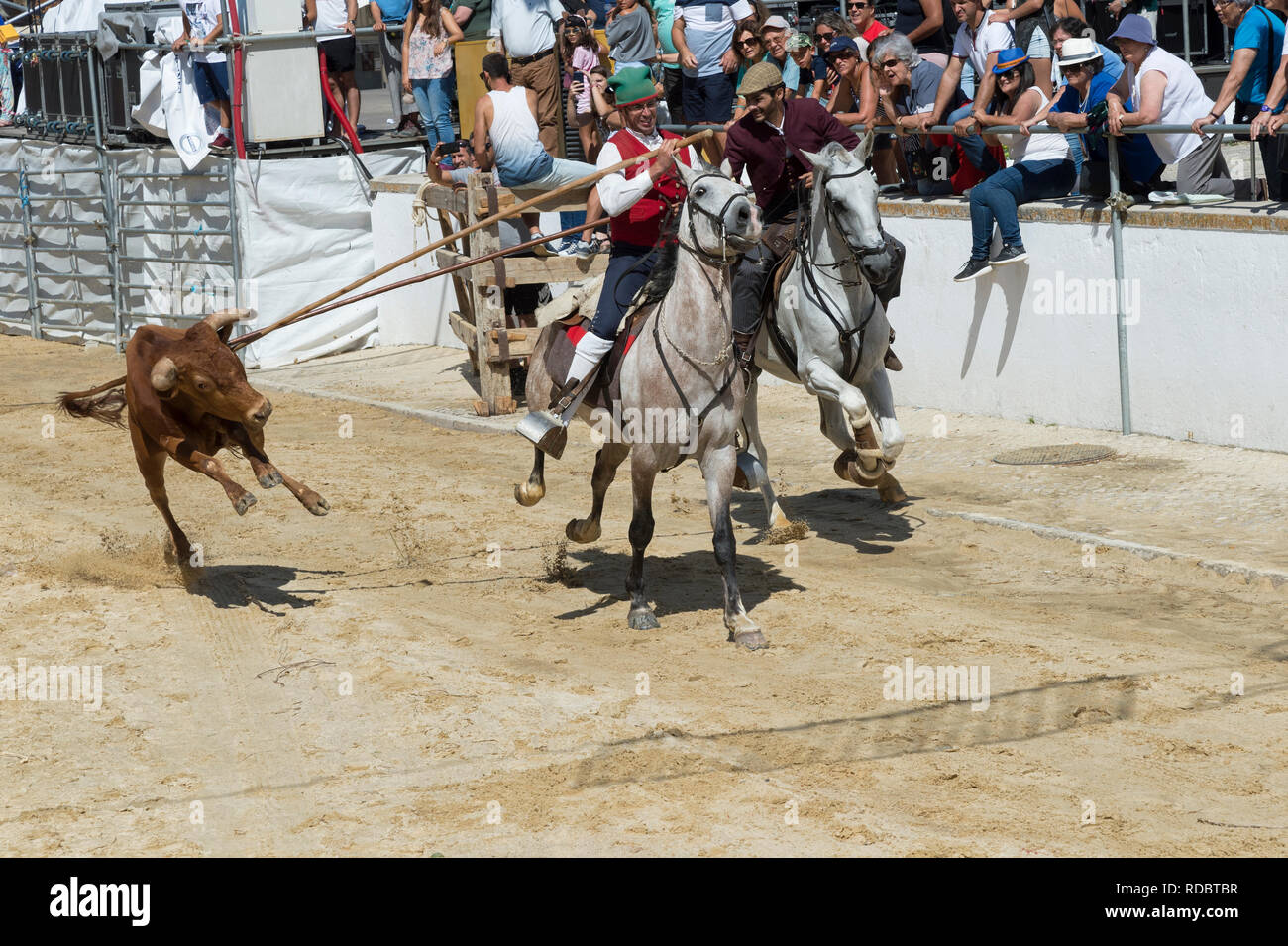 Taureaux sauvages en marche et l'essence au plomb par des cavaliers dans les rues, Festas do Barrete Verde e das Salinas, Alcochete, Setubal, Portugal Province Banque D'Images