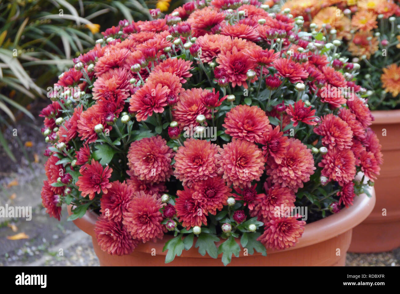 Patio nain 'Chrysanthème Automne Prelude Bronze' cultivées à RHS Garden Harlow Carr, Harrogate, Yorkshire. Angleterre, Royaume-Uni. Banque D'Images