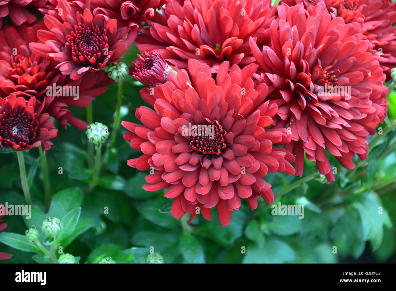 Patio nain 'Chrysanthème Carpino Purple' cultivées à RHS Garden Harlow Carr, Harrogate, Yorkshire. Angleterre, Royaume-Uni. Banque D'Images