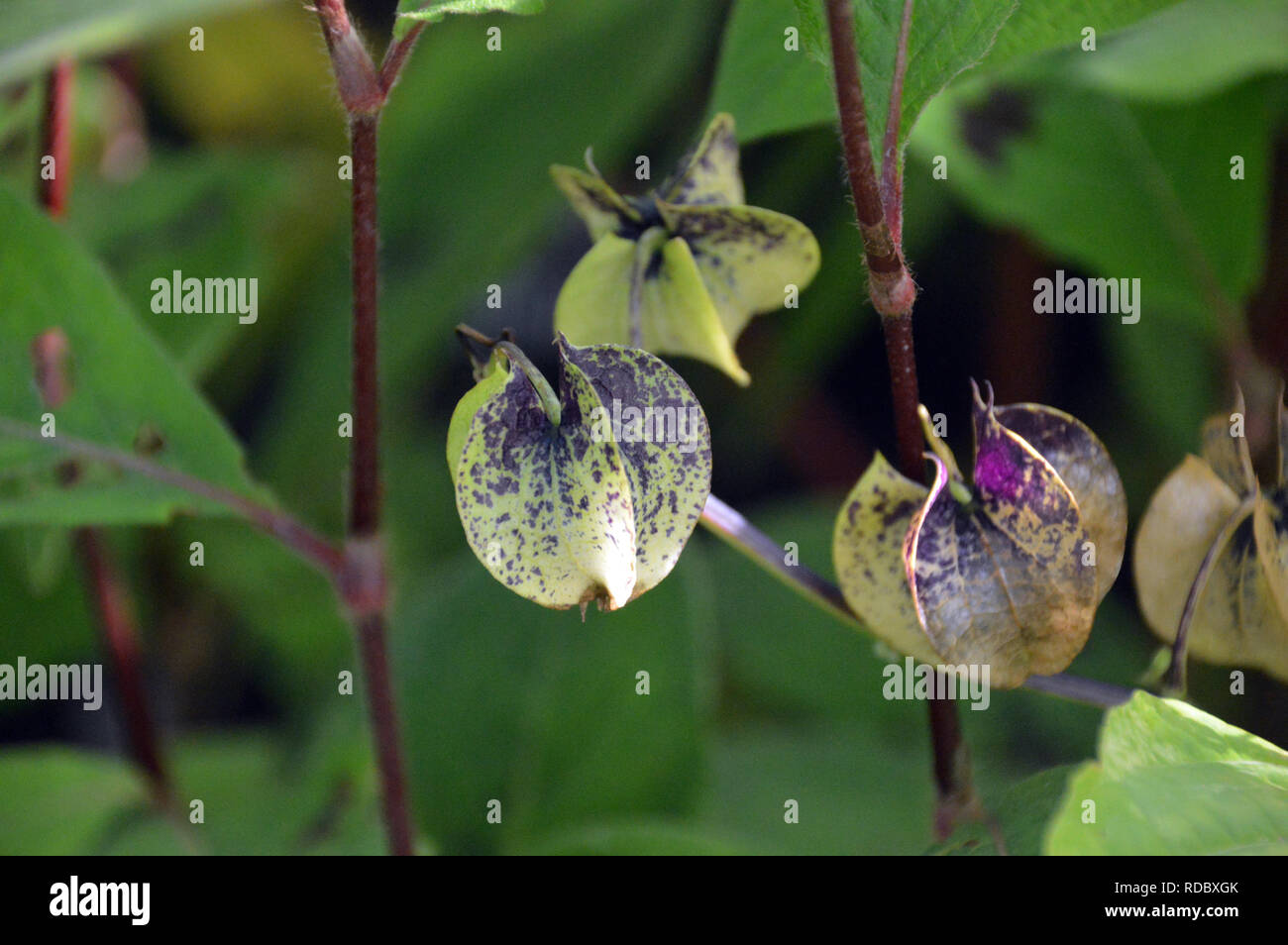 Nicandra physalodes Shoo-Fly 'Splash usine de crème' les coupelles de semences cultivées à RHS Garden Harlow Carr, Harrogate, Yorkshire. Angleterre, Royaume-Uni. Banque D'Images