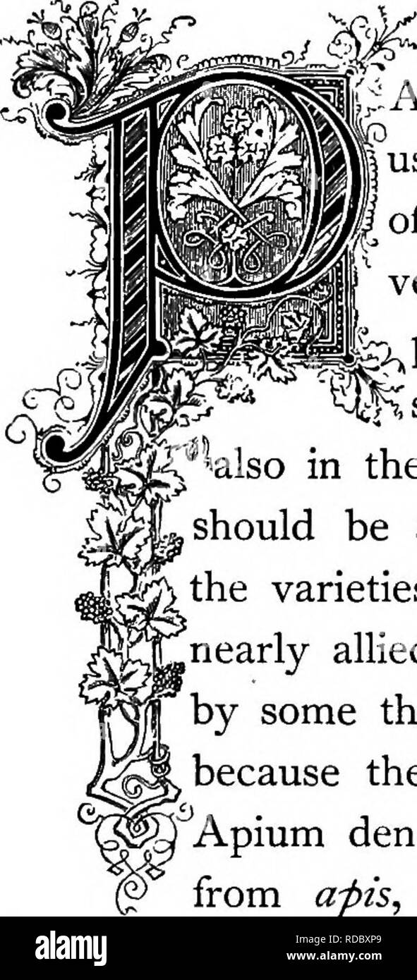 . Le Royaume floral : son histoire, le sentiment et la poésie : un dictionnaire de plus de 300 plantes, avec les genres et les familles auxquelles elles appartiennent, et la langue de chaque illustré avec les pierres précieuses à la poésie . Langage des fleurs ; les fleurs dans la littérature. .^^ lpium pftrOSilinum 2f. L'ordre naturel de la famille. iARSLEY UmbelliferceâParsley :, une herbe bien connue du potager, est iused à assaisonner les aliments, surtout les soupes, la saisie-arrêt et de 'la viande et le gibier lorsque porté à la table. C'est très partiel [' à la richesse du sol, et des agriculteurs disent que la suie plan ^placés autour de la Banque D'Images