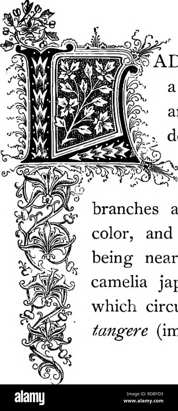 . Le Royaume floral : son histoire, le sentiment et la poésie : un dictionnaire de plus de 300 plantes, avec les genres et les familles auxquelles elles appartiennent, et la langue de chaque illustré avec les pierres précieuses à la poésie . Langage des fleurs ; les fleurs dans la littérature. ^fv-gV"-.V&gt ; Jinpatieug babamma. L'ordre naturel : -Balsaminacece Jewel-Weed. famille f&gt ; ADY-slipper, ou l'ordinaire, est bien connu de tous comme un produit de nos jardins. Il est originaire des Indes orientales, et est digne d'attention. Au cours des dernières années, les variétés double ont été cultivées comme plantes en pot, dans lequel l'état Banque D'Images