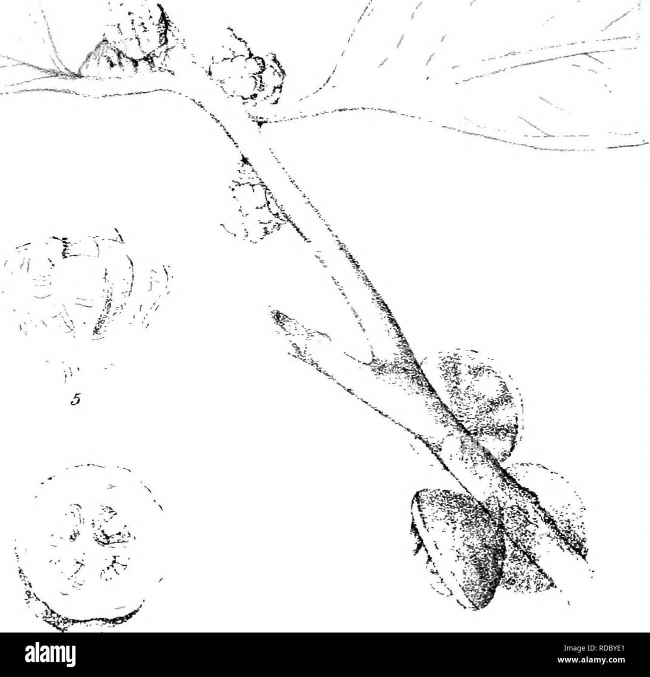 . Eucalyptographia. Une description de l'atlas d'eucalyptus de l'Australie et les îles ;. L'eucalyptus, la botanique. V, un ^ ^^r- : dsl ; C Troe/ifl un 0' = l :&gt;i- F vM je".. SleaiTi} Lic-j3- Gov. Prirr iag.â â i:fi;e,Melb. li(gtly|. ulljpm tig Lmdley.. Veuillez noter que ces images sont extraites de la page numérisée des images qui peuvent avoir été retouchées numériquement pour plus de lisibilité - coloration et l'aspect de ces illustrations ne peut pas parfaitement ressembler à l'œuvre originale.. Mueller, Ferdinand von, 1825-1896. Melbourne, J. Ferres, gouvernement. Imprimer ; [etc. ,Etc. ] Banque D'Images