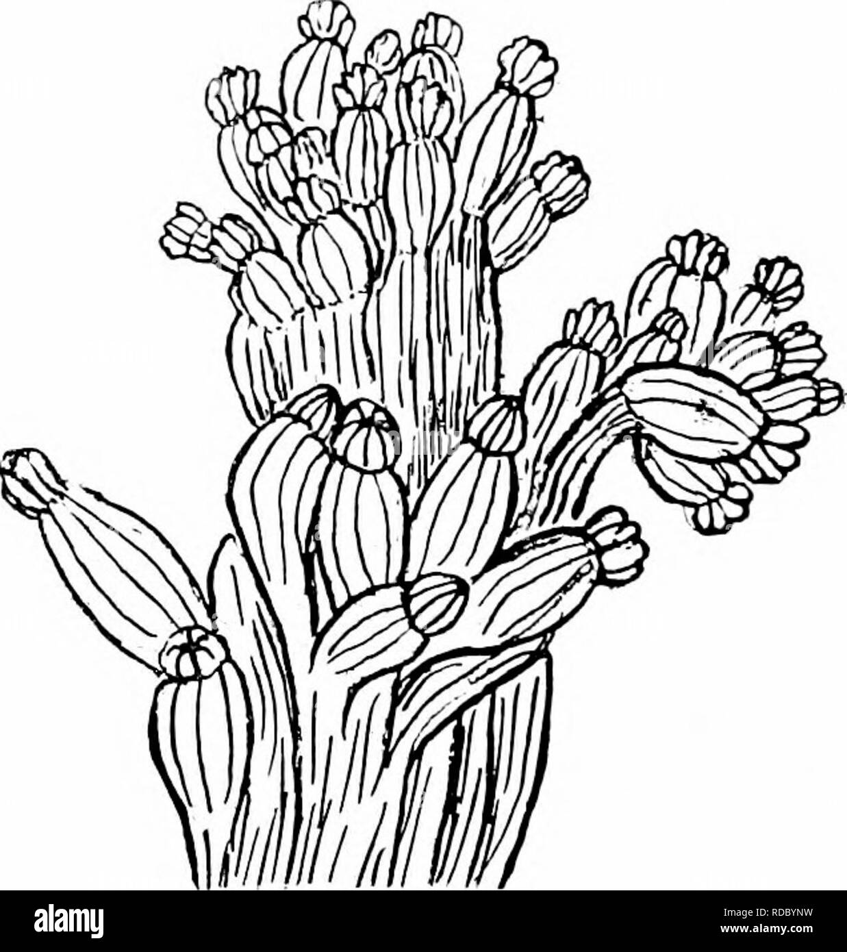 . Rapport de l'Expédition arctique canadienne 1913-1918. Des expéditions scientifiques. 26 c, Canadian Arctic Expedition, 1913-1918 Le modèle décrit ci-dessus et compris par moi, de la baie d'Hudson, semble convenir le mieux avec la forme typique de au large de Terre-Neuve à 290 mètres. Je n'ai pas vu beaucoup de spécimens de la banques de pêche. Il est connu à partir de la baie de Baffin, 358 mètres ; Davis sound, 61 mètres ; le Groenland, 70 à 7,38 mètres. Il a une large distribution dans l'océan Arctique, et est probablement l'univers circumpolaire. Il est courant dans la mer de Kara. En profondeur il varie de 10 à 1 300 brasses. Gersemia mirabilis (Dan.) Molande Banque D'Images