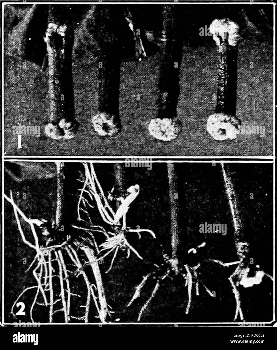 . La multiplication des plantes : les serres et les pépinières la pratique . La propagation de la plante. 1U2 J'LAXT J'KOJ'AGATIUN 1-oth gourmands et les gourmands plus communément suivre- pi uning'. Ils montrent une perte indésirable de l'équilibre entre le système racinaire et sur le dessus. Dans les climats froids gourmands souvent par l'hiver. Par conséquent, le}- sont les mieux re- déplacé rapidement et avec des coupes propres. Dans la mesure du possible, une taille des racines auront tendance à surmonter cette condition. 150. L'origine des racines dans des boutures.-à faire couper la tige- tmg-s la pratique habituelle est de "réduire à un noeud" ; i. e., les tiges sont coupées juste au-dessous de bourgeons. La raison en est Banque D'Images