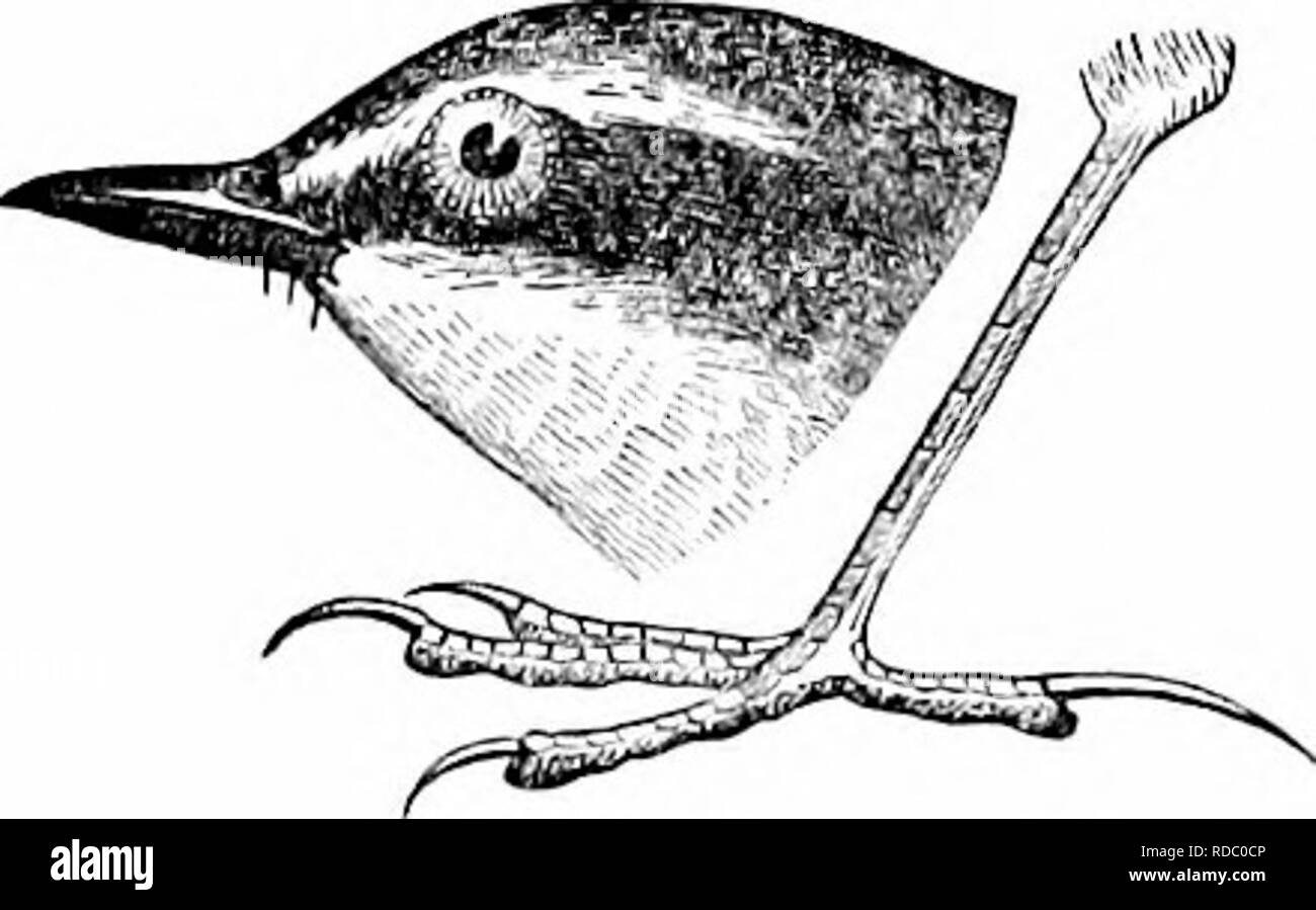 . Clé d'oiseaux de l'Amérique du Nord. Contenant des indications succinctes sur chaque espèce d'oiseau vivant et fossile connu à l'heure actuelle du continent au nord de la frontière du Mexique et des États-Unis, y compris le Groenland et Basse Californie, avec qui sont intégrées d'ornithologie générale : un aperçu de la structure et la classification des oiseaux ; et de l'ornithologie de terrain, un manuel de la collecte, la préparation et la conservation des oiseaux. Les oiseaux ; oiseaux ; 1887. 284 SYNOPSIS SYSTÉMATIQUE. - PASSJESES- OSCINES. AnalfjSiS Suhfamllu d'S et genres. MoTAClLLlNyE. Point d'aile formée par 3 premières primaires. Plus de queue ou pas o Banque D'Images