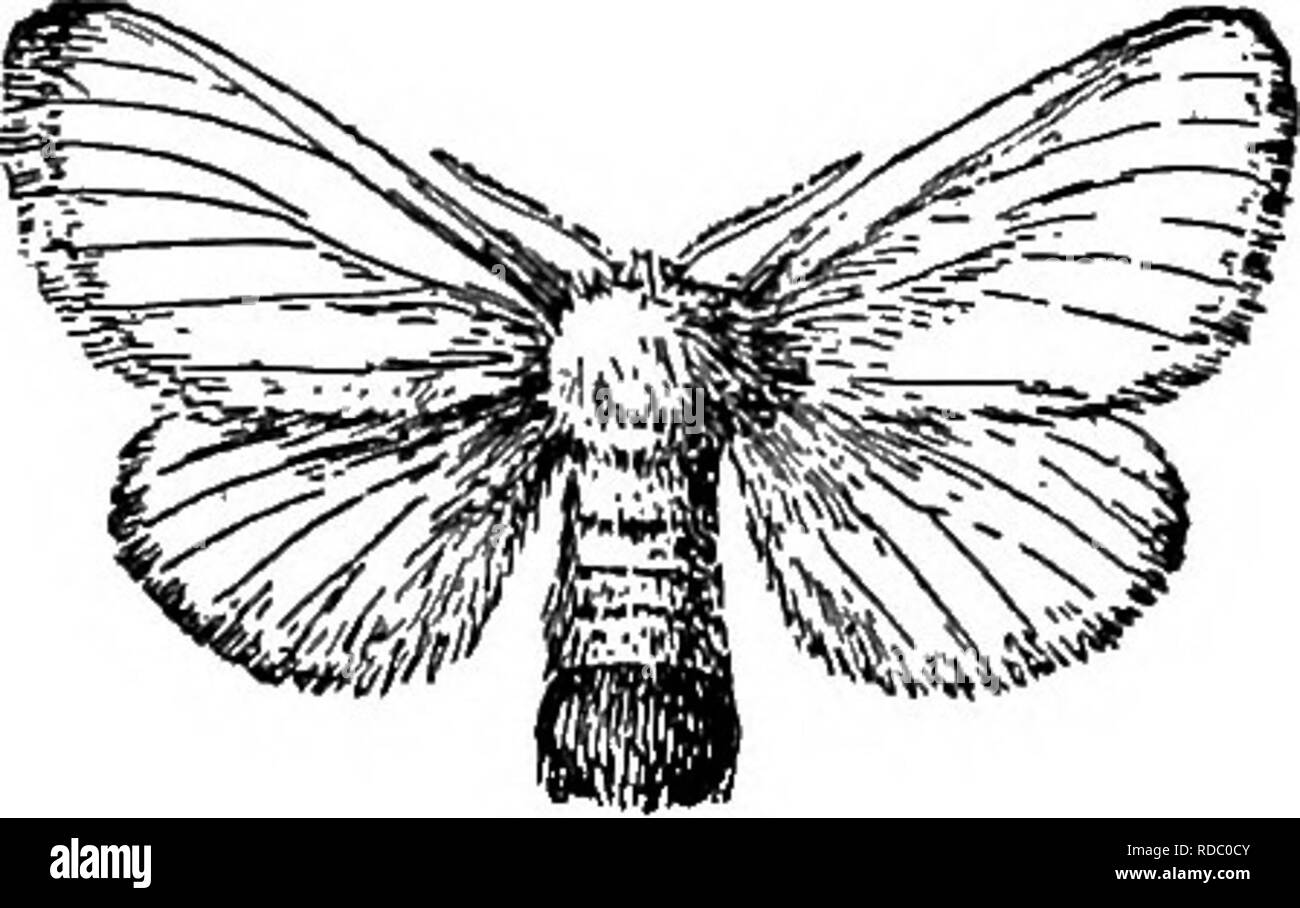 . Notes importantes sur les tsiganes et de brown-queue. La spongieuse ; Browntail moth. PLATE III. Fig. 1. Veuillez noter que ces images sont extraites de la page numérisée des images qui peuvent avoir été retouchées numériquement pour plus de lisibilité - coloration et l'aspect de ces illustrations ne peut pas parfaitement ressembler à l'œuvre originale.. Rhode Island. Commissaire pour la répression de la spongieuse et Brown-Tail les mites. Providence, R. I. : E. L. Freeman &AMP ; Fils Banque D'Images