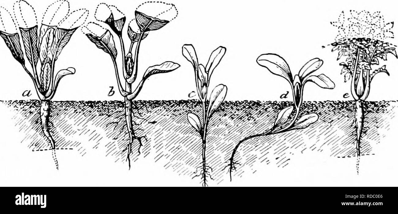 . La multiplication des plantes : les serres et les pépinières la pratique . La propagation de la plante. Chapitre VI-LAYERAGE BOURGEONS LA MULTIPLICATION PAR 94. Layerage est l'enracinement des tiges tout en restant attaché à la plante mère. Les morceaux sont coupés à l'oif former de nouvelles plantes. De nombreuses espèces se propager naturellement par diverses modifications de layerage et beaucoup qui ne peuvent pas facilement être multiplié par bouturage (Framboise noire) facilement le faire au moyen de couches. La superposition est un des plus faciles et des plus populaires méthodes de propa- gation. La plante mère fournit de la nourriture à la couche, jusqu'à ce que c'est capable de prendre soin de lui-même. Dans o Banque D'Images