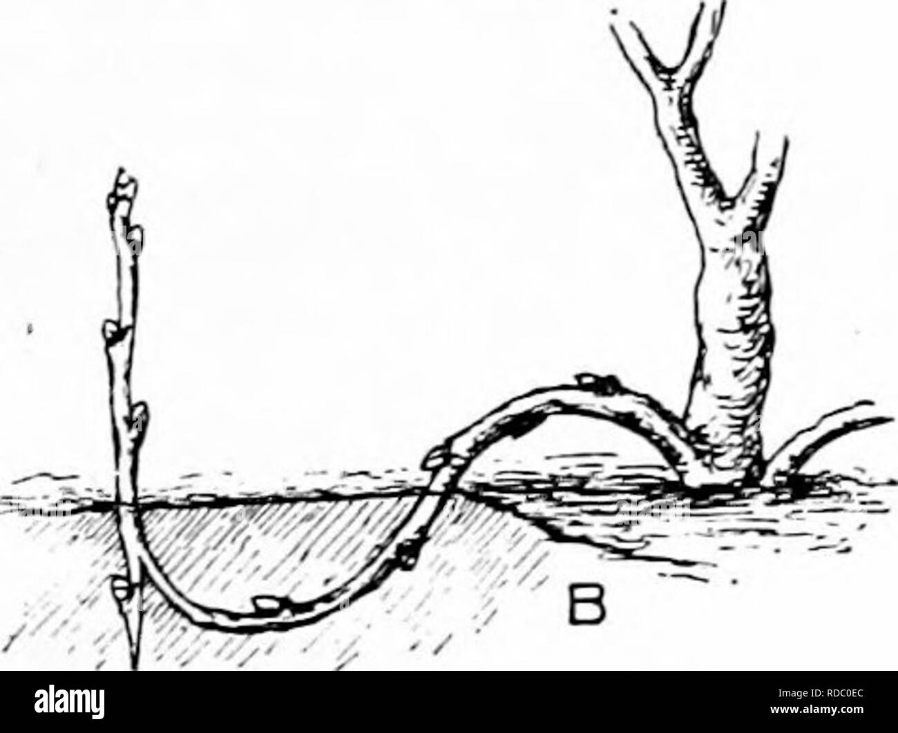 . La multiplication des plantes : les serres et les pépinières la pratique . La propagation de la plante. FIG. Un LAYERAGE 53-COMMON, les branches sont refoulées dou-n et enterré. B, la blessure agrandie pour afficher la couche d'accélérer la production de racines. deux tailles plus petites que celles qu'ils ont été en. Bery arbuste plantes doivent être taillés en arrière. Beaucoup d'ombre mais peu d'eau est nécessaire jusqu'à ce que les racines "prendre racine" et le danger de flétrissement est passée. L'apparition de la nouvelle croissance est l'faorable signe. 93. Télévision, une boîte dans laquelle les graines sont commencé et s edlings cultivé jusqu;assez grand pour attirer l'extérieur (SI) ou le repiquage, habituellement Banque D'Images