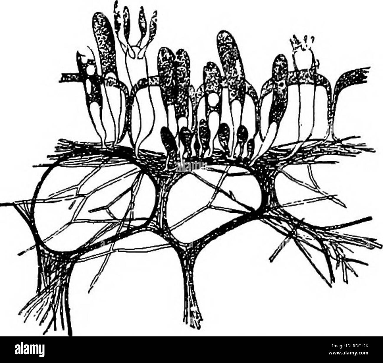 . Les maladies des plantes induite par les parasites cryptogamiques : introduction à l'étude des champignons pathogènes, slime-Champignons, bactéries, algues &amp ; . Les maladies des plantes ; plantes parasites, champignons. EXOBASIDIUM. 425 L'un de l'un en forme de fuseau spore est abjointed (Fig. 257). Les basidiospores diviser dans l'eau par formation de septa, et un tube germinatif découle de chaque cellule terminale. Sur une jeune feuille d'Vaccinmm le tube germinatif pénètre et donne naissance à un mycélium (Fig. 258) ; sur d'autres substrats les germes du tube germinatif dans plusieurs très beaux stérigmates, du extremi- liens d'où une série de conidies sont abjoint Banque D'Images