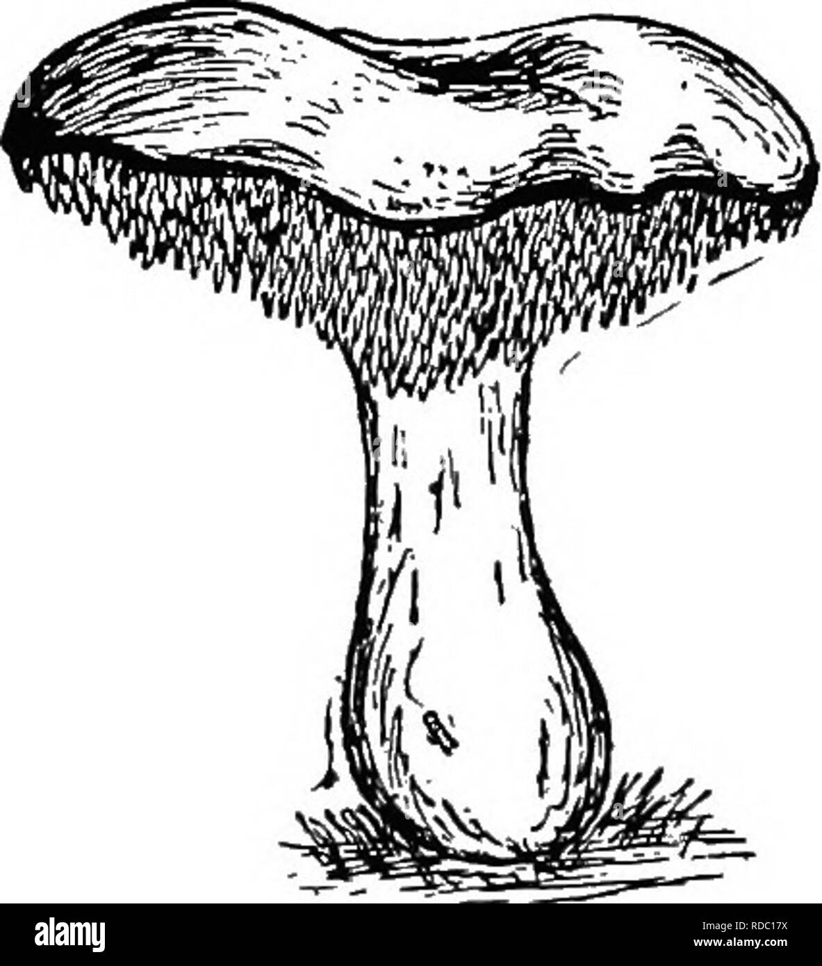 . La botanique pour les étudiants en agriculture . La botanique. Fig. 340. - L'un polyporua, Bolets Champignons. X i.. Fig. 341. - Un Hydnum, un champignon dont l'hyménium est supporté sur dent-hke projet- tions. X |.. Veuillez noter que ces images sont extraites de la page numérisée des images qui peuvent avoir été retouchées numériquement pour plus de lisibilité - coloration et l'aspect de ces illustrations ne peut pas parfaitement ressembler à l'œuvre originale.. Martin, John N. (John Nathan), b. 1875. New York : John Wiley & Sons, Inc. ; Banque D'Images