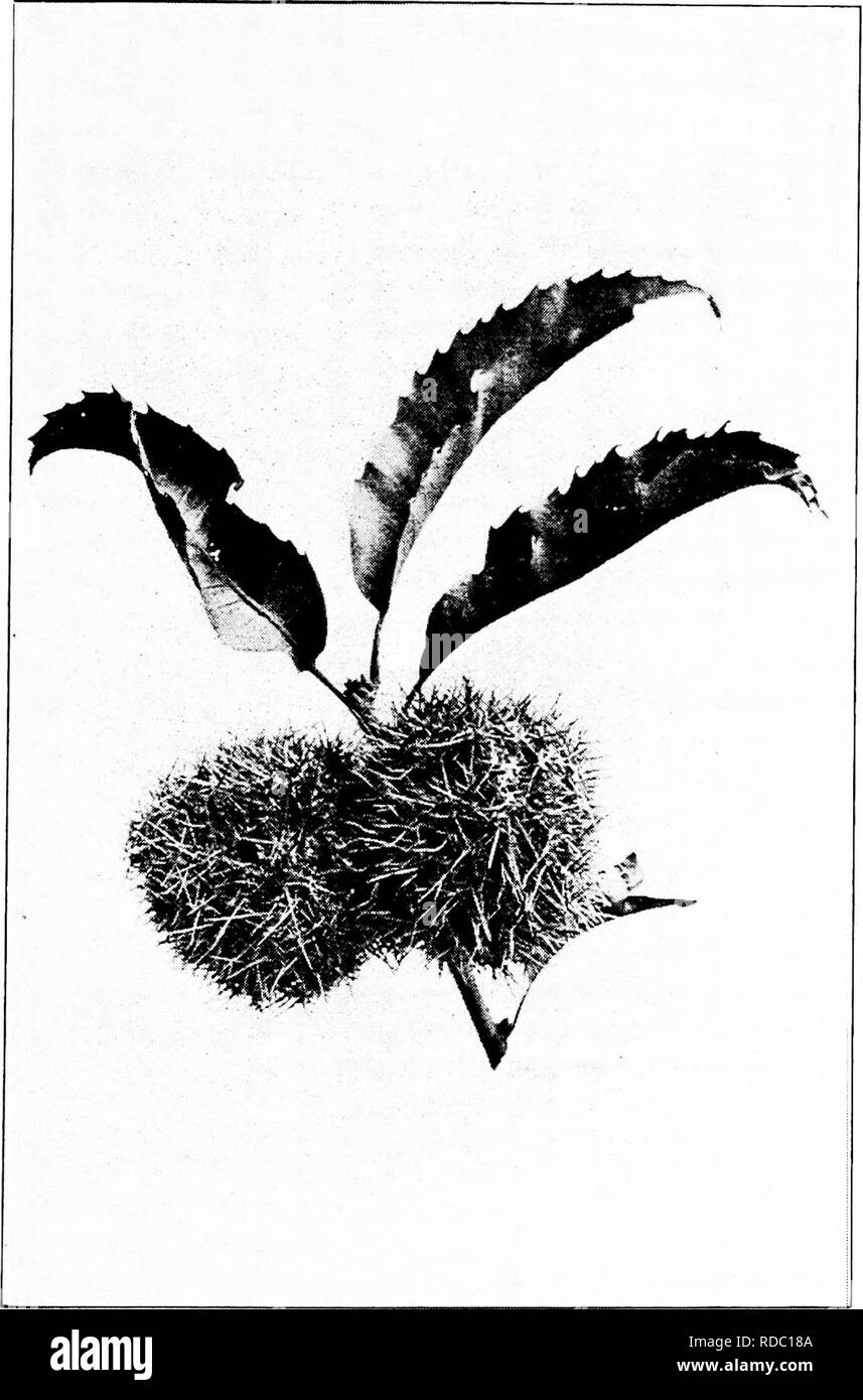 . Nos arbres et savoir les identifier : une étude de leurs habitudes populaires et leurs particularités . Les arbres. CHESTNUT. Fraises châtaignier.. Veuillez noter que ces images sont extraites de la page numérisée des images qui peuvent avoir été retouchées numériquement pour plus de lisibilité - coloration et l'aspect de ces illustrations ne peut pas parfaitement ressembler à l'œuvre originale.. Keeler, Harriet L. (Harriet Louise), 1846-1921. New York : C. Scribner's Sons Banque D'Images