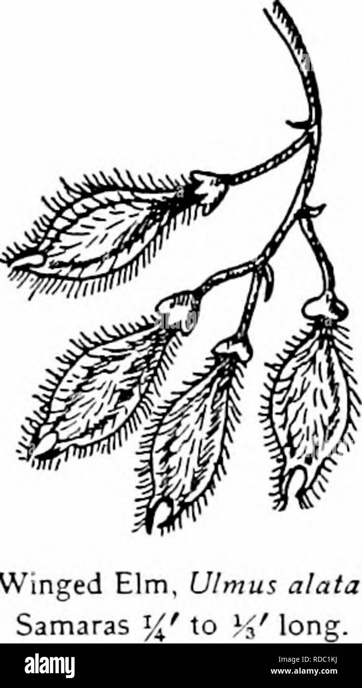 . Nos arbres et savoir les identifier : une étude de leurs habitudes populaires et leurs particularités . Les arbres. La famille de l'ORME l'ORME ailé. Un Ulmits aliita wahoo, lata, ailé, se référant à l'écorce des rameaux le. Petit arbre, quarante ou cinquante pieds de haut, avec de courtes branches et ouverte, la tête recouvert de branches plus petites avec des ailes liégeuses. Originaire d'états du sud, bien qu'apparaissant dans le sud de l'Illi- nois et le sud de l'Indiana. Préfère les hautes terres graveleuses à sec, bien qu'on trouve dans les sols alluviaux. Racines fibreuses. L'écorce.-brun teinté de rouge, divisé par des fissures peu profondes en télévision ridges couverts wi Banque D'Images
