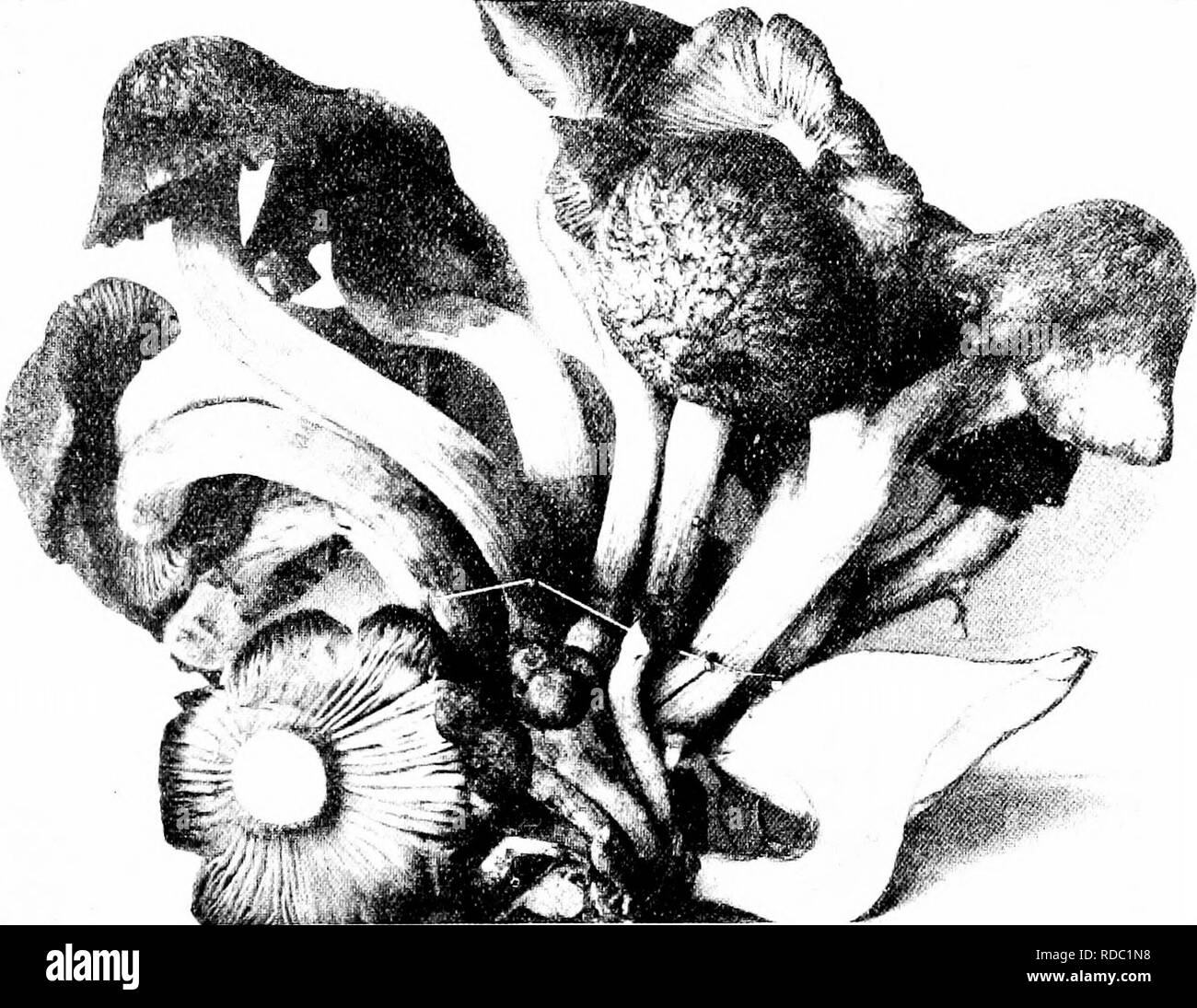 . Les champignons du Minnesota ... Botanique ; les champignons. GILL 25 iilten^cur champignons x'D, 8-15 cm. de 6 à 10 mm., pâle l)ou rownish taperiiiy rougeâtre, fibreux, vers le bas, solide ; branchies decurrent, rouge-brun pâle ; spores ellipsoïdes, 8 x 6/j.. 'J'il nom fait référence aux grappes denses. En touffes denses dans l'herbe ou sur les souches, du printemps à l'gel intense ; comestibles. Clitocybe nebularis Clitocybe Cap Gris moyen, 5-10 cm. de large, gris ou de couleur fumée pâle, lisse, convexe d'iiat ou légèrement enfoncée ; tige 3-6 cm. de 8 à 10 mm., blanchâtre, effilé vers le haut aussi. Flia'KE 13. ClJ'l'OCVHE WnXADKH'H.-V une règle, lisse, solide ; gi Banque D'Images