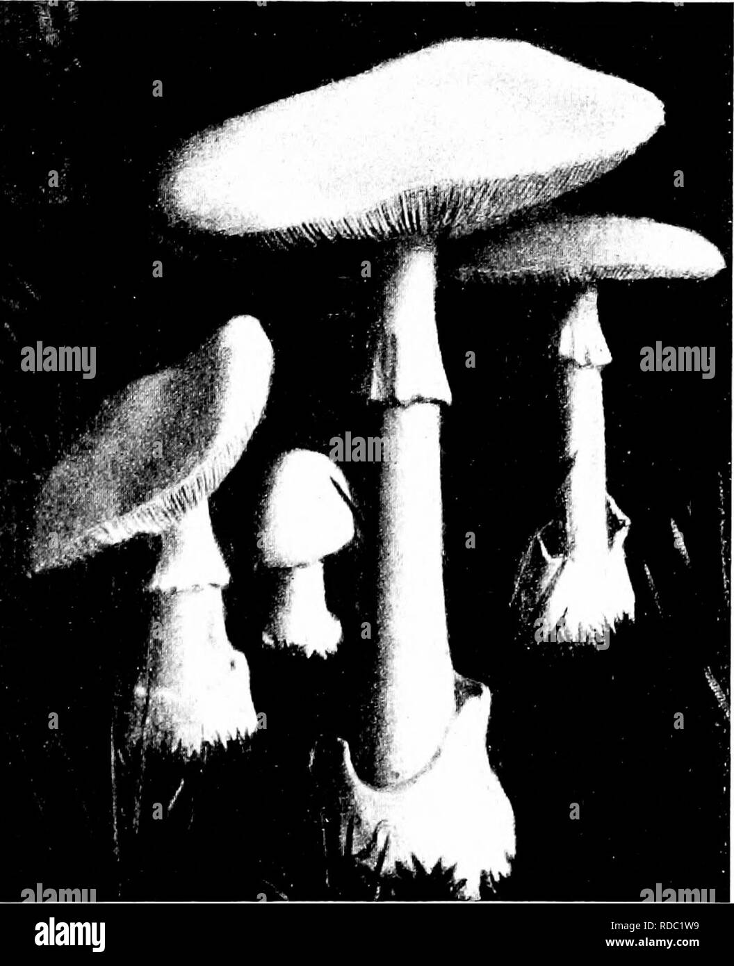 . Les champignons du Minnesota ... Botanique ; les champignons. MINNESOTA Voh-champignons formant des anneaux ou d'un pèse-personne sur une lampe-comme base ; branchies généralement blanc ou blanchâtre (1) l'usine ^lole rouge terne ; rougissement de la chair meurtrie quand riibescens A. (2) La tige de couleur blanche ou jaunâtre ; chair pas rougissement (a) Cap. de 3 à 6 cm de large ; spores globuleuses A. jrostiana (b) Cap 8-15 cm. de large ; spores elliptiques A. viuscarla Amanita phalloides Décès Cup, Deadly Amanita C a p 4-10 cm. de large, généralement blanc, plus rarement, d'olive ou jaune brun, visqueux à l'état humide, lisse ou rugueux renforcé avec quelques grandes ou de nombreux petits fragments de la volve, globuleux, puis b Banque D'Images