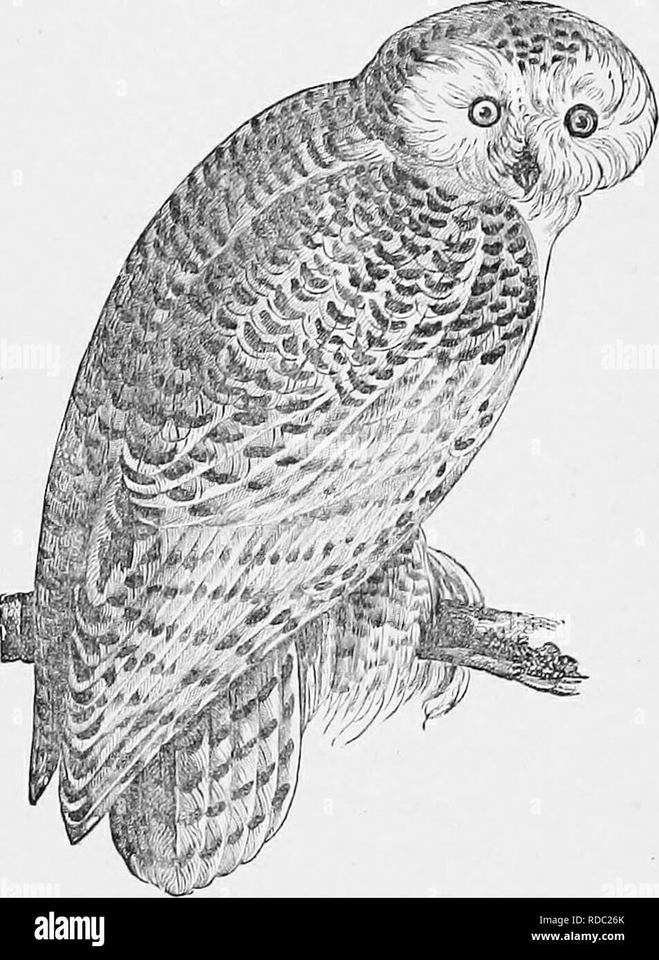 . Clé d'oiseaux d'Amérique du Nord ; contenant des indications succinctes sur chaque espèce d'oiseau vivant et fossile connu à l'heure actuelle du continent au nord de la frontière du Mexique et des États-Unis. Illustré par 6 plaques d'acier et plus de 250 gravures sur bois. Les oiseaux. STlilGIU^E, les hiboux. GEN. 145, 14G, 147. Un luekisli nuiildugs 205 ). Cit'iul smoolii fhcinl : 145 disques. 3genre NYCTEA Stephens. Vieille neige. Avhite pure, avec plus (moins d'ir près de 2 pieds de long ; wing 17 iuelies ; queue incomplète 10 ; les yeux et oreilles détachées moder- mangé ; pieds densément vêtue. Cette reiuark- al)lo owl, visible à la fois en taille et en couleur, inha Banque D'Images