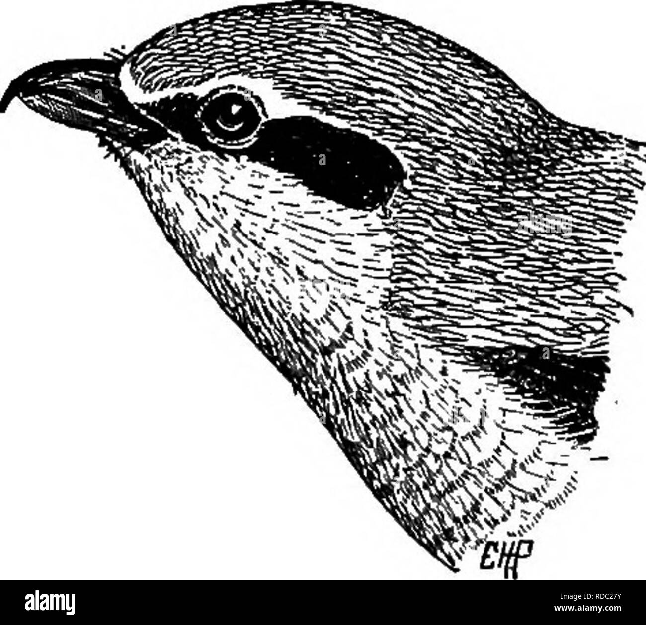 . Les oiseaux utiles et leur protection. Contenant de brèves descriptions des espèces plus communs et les plus utiles du Massachusetts, avec des comptes de leurs habitudes alimentaires, et un chapitre sur les moyens d'attirer et de protéger les oiseaux. Les oiseaux ; les oiseaux. 370 oiseaux utiles. piliers. M. S. Waldo Bailey m'informe que le Geai bleu de déchirer l'hiver de l'Epb brown-tail moth et manger les jeunes larves. Le Moineau domestique. La chambre ou » Français »^( Sparrow Passer domesticus) est le seul des petits oiseaux qui nous a souvent été vu à détruire les nids d'autres oiseaux, casser leurs oeufs, tuer leurs Banque D'Images