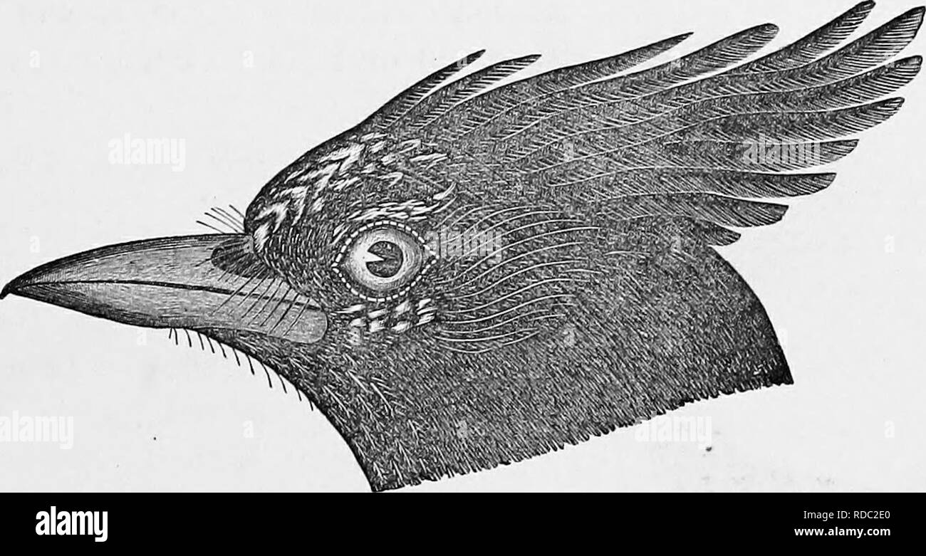 . Clé d'oiseaux d'Amérique du Nord ; contenant des indications succinctes sur chaque espèce d'oiseau vivant et fossile connu à l'heure actuelle du continent au nord de la frontière du Mexique et des États-Unis. Illustré par 6 plaques d'acier et plus de 250 gravures sur bois. Les oiseaux. COEVIDiE, grandit et JAYS.-GEN. 100, 101. 165 100. Genre CYANURUS Swainson. * Il* notablement crested ; ailes et queue bleu, noir de prescription ; le bec et les pattes noires. 11-12 Longueur de l'aile ou de la queue ; 5-6. r-x4 Blue Jay. Ci-dessous, un bleu violacé violacé pâle, gris sur le Avhitening ' de la gorge, le ventre et le crissuiu ; un collier noir sur le bas de la gorge et de la Banque D'Images