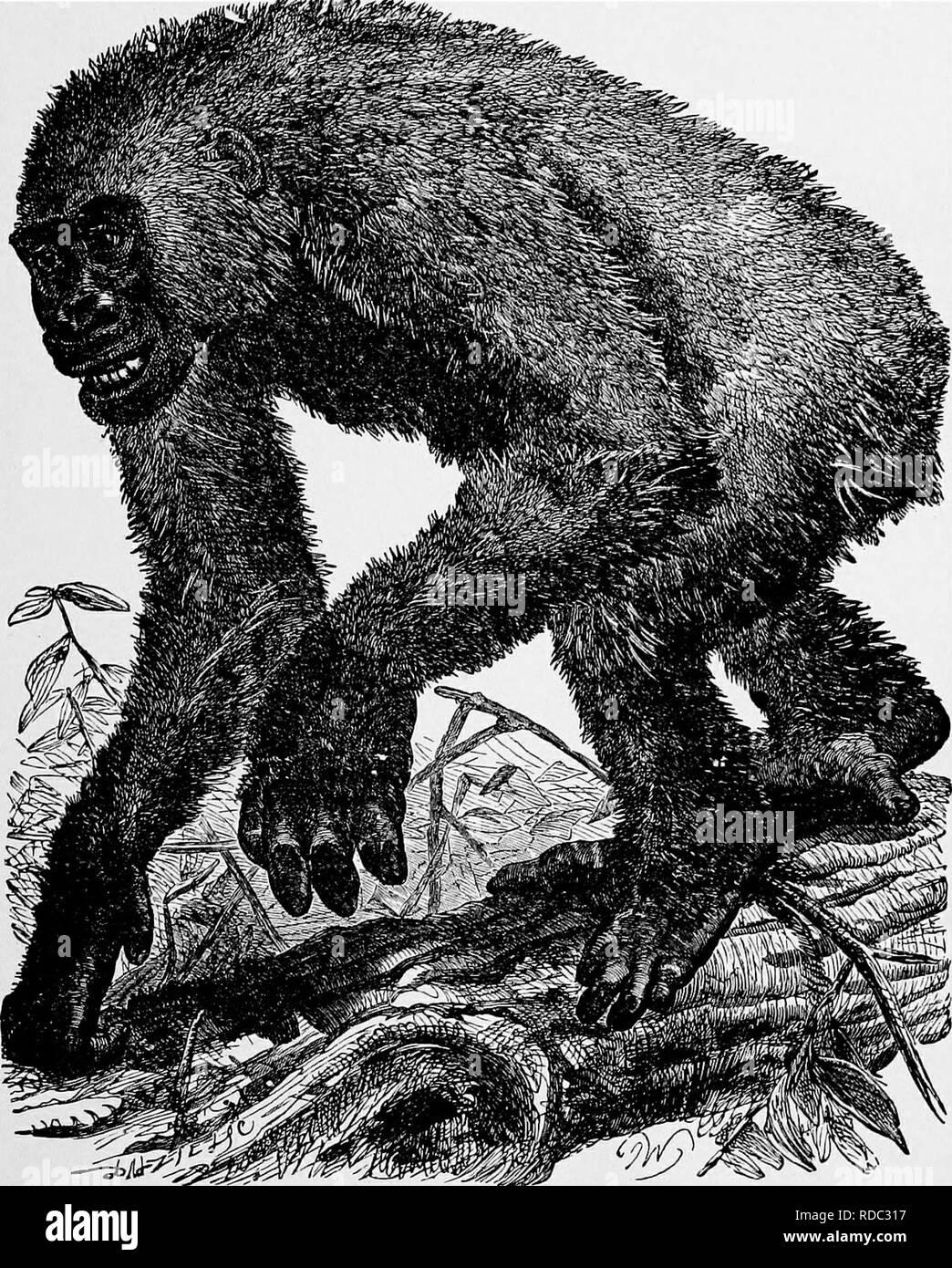 . L'histoire naturelle populaire . Zoologie. Le gorille, Gorilla 3 attaques jamais homme sans provocation. '' Njina laisser seul, ils disent, ' et Njina vous laissent tranquille." Mais quand le gorille, surpris alors que l'alimentation ou l'endormi, est soudainement mis à la baie, il se déplace dans une sorte de demi-cercle, en gardant ses yeux fixés sur l'homme, et poussant un cri à l'aise, se plaindre.. Gorille.-{Troglodytes Gorilla). Si le chasseur tire sur lui, et le manque d'armes à feu, l'incendie ou si l'ape est blessé, il peut parfois s'enfuir ; parfois, cependant, il se charge, avec son regard féroce, sa lèvre abaissée, ses cheveux tombant sur Banque D'Images
