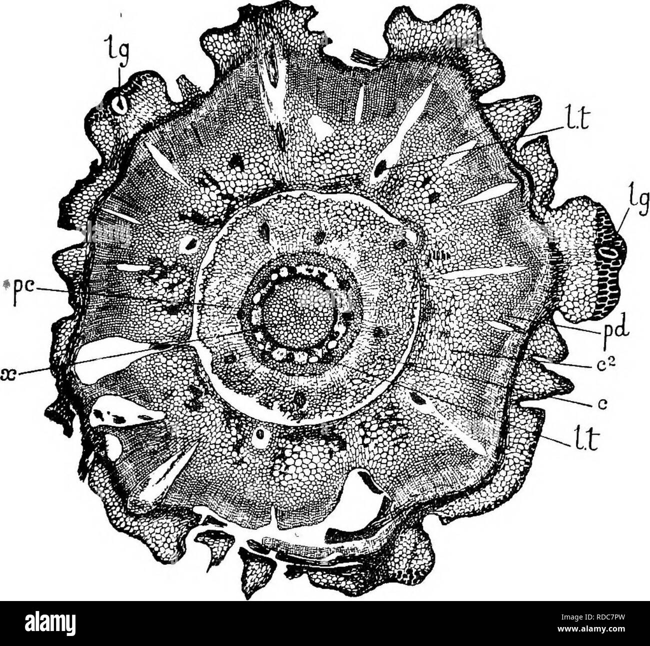. Des études en botanique fossile . La paléobotanique. H5 LEPIDODENDRON Lepidodendron selaginoides est à la fois anatomique distingué des autres espèces par la structure particulière du cylindre central. Aucun caractère véritable est présent ; la trachée de l'étendre aux bois primaire. Fig. 5g.-Lefiidodendron selaginoides. La section transversale de la direction générale des jeunes, avant de bois secondaire a formé, jr, xylème primaire-cylindre ; pc, zone de phloème et péricycle ; c, cortex, différenciés en trois couches ; c2, cortex extérieur ; pd, périderme ; au-delà de ce sont les bases des feuilles ; Ig, ligule ; i.t, les traces, à diverses Banque D'Images