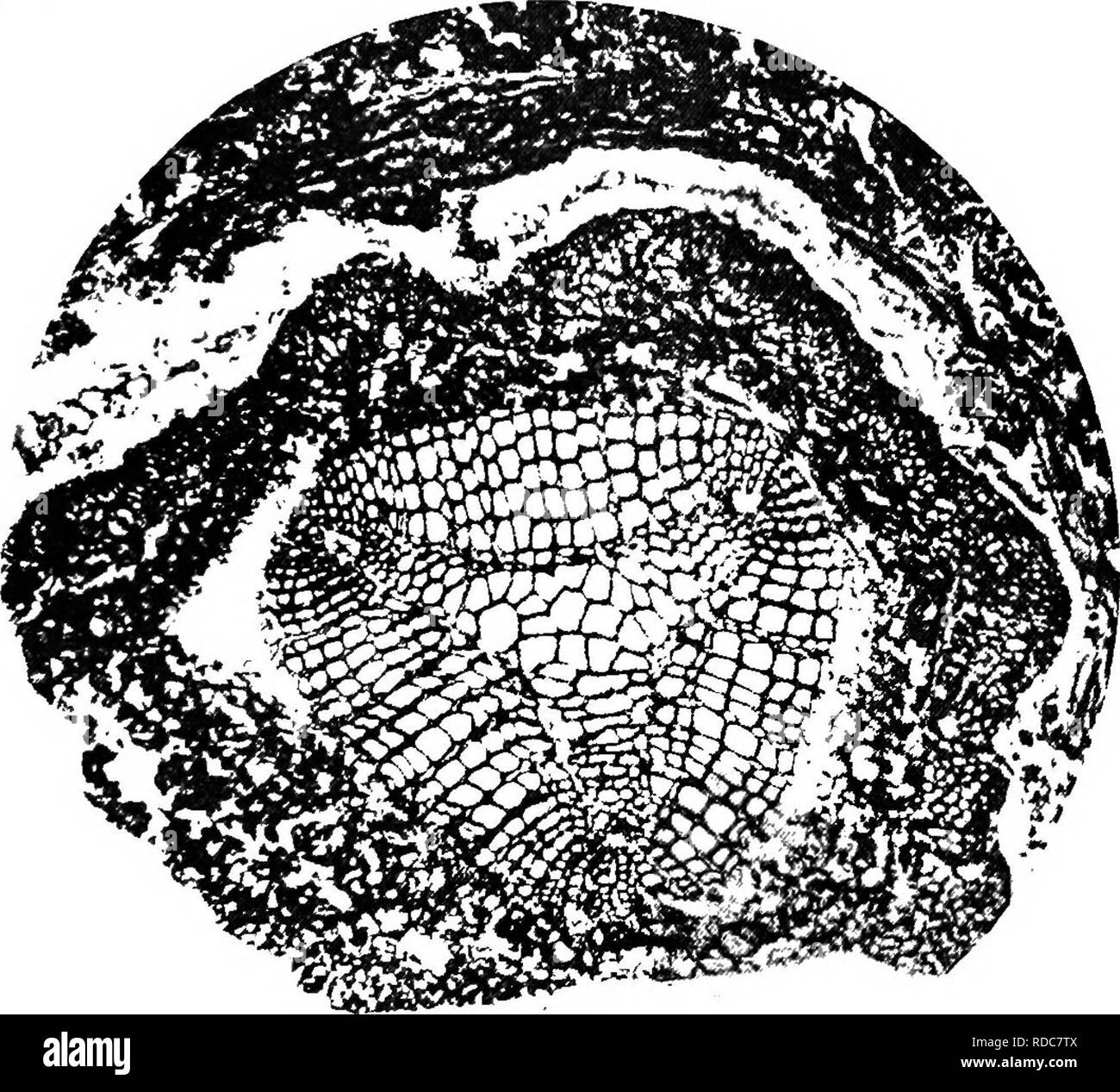 . Des études en botanique fossile . La paléobotanique. SPHENOPHYLLEAE 95 qui a été trouvé à tous les stades de croissance, est comme celui de la première espèce, mais il y a des différences de détail non négligeable. Lors de chacune des trois. Fig. 40.-Sphenoj iylliim&gt;7insigne. La section transversale de la tige plutôt jeune, montrant le bois, principale triangulaire avec un canal à chaque angle, le marquage du bois, puis du protoxylème, vestiges de phloème, et le cortex primaire, montrant deux des sillons, x 30 environ. À partir d'une photographie. Phil. Trans., W. et S. s. Coll. 919. angles du bois primaire est un canal, formé, pas de Banque D'Images