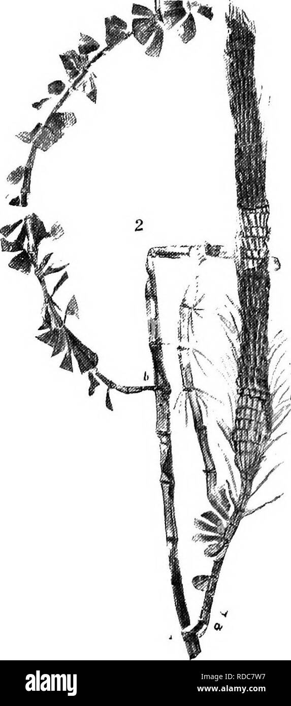 . Des études en botanique fossile . La paléobotanique. 87 SPHENOPHYLLEAE Sphenophylleae, est caractéristique de la formation Carbonifère, et se produit tout au long de toute sa mesure, figurant également dans le Permien située immédiatement au-dessus, mais à peine d'atteindre le Trias. Les minces tiges de Spheno- phyllum étaient les côtes à côtes ; n'a pas de rechange, mais entre-nœuds successifs courut droit sur par les nœuds ; de la même manière, les feuilles des verticilles successifs n'ont pas délégué, mais, superposées, une question de grande importance parmi les caractères distinctifs du Sphenophyllum. Dans l'espèce typique, sur lequel le gen Banque D'Images