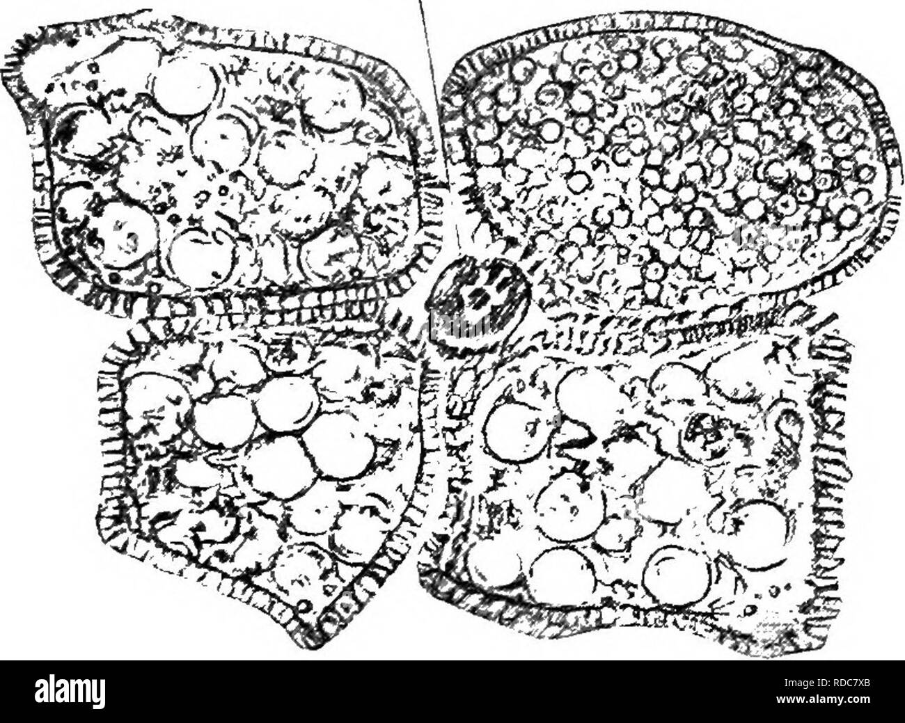 . Des études en botanique fossile . La paléobotanique. 57 heterosporous Calamarian CALAMOSTACHYS cone, et certaines des espèces du continent montrent le même phénomène. La différence entre les microspores et mégaspores, si bien marqué, est, cependant, moins extrême que dans le heterosporous Rhizocarps ou des Lycopodes. Nous avons vu, dans le cas de C. Binneyana, que certains des spores ont été infructueuses, et c'est un point d'une certaine importance, parce que nous savons qu'un processus similaire de SP. Fig. 23.-Calamostachys Casheana. Section tangentielle, montrant les sporanges regroupés autour de leurs quatre sporangiophore (sf). Trois contiennent des Banque D'Images