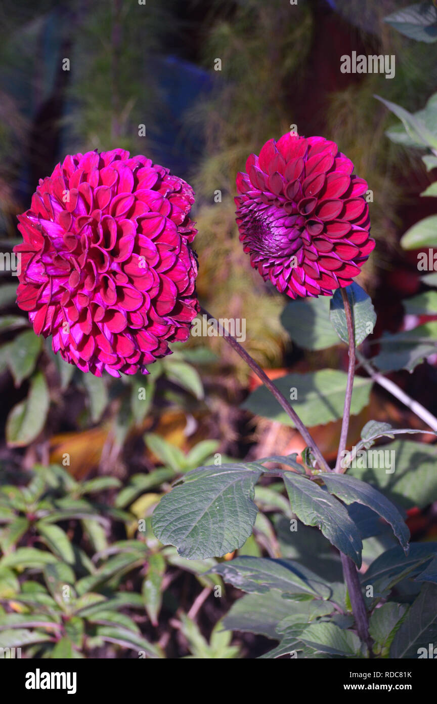 Les fleurs de la « Barbarry Drum » de Deep Scarlet/Red Dahlia cultivées à RHS Garden Harlow Carr, Harrogate, Yorkshire. Angleterre, Royaume-Uni. Banque D'Images