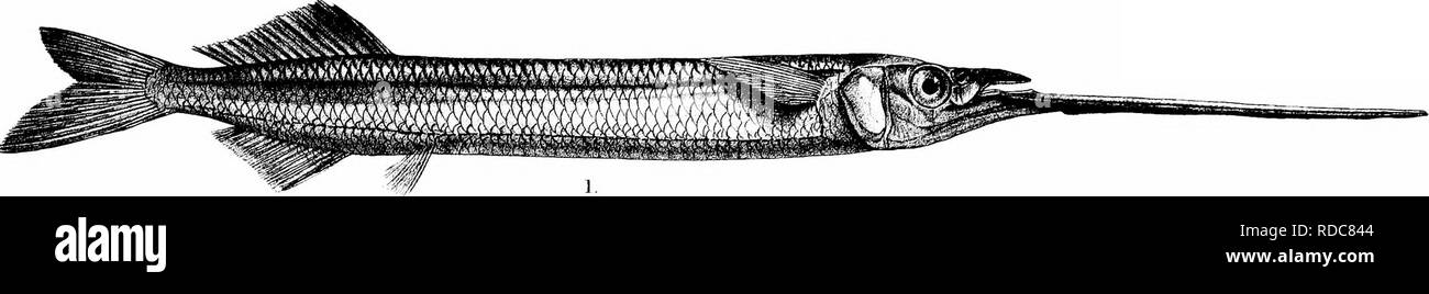 . Les poissons de l'Inde ; être une histoire naturelle des poissons connus pour habiter la mer et les eaux douces de l'Inde, la Birmanie et Ceylan. Les poissons. Dcys Fishes of India,. CXIX plaque.. Veuillez noter que ces images sont extraites de la page numérisée des images qui peuvent avoir été retouchées numériquement pour plus de lisibilité - coloration et l'aspect de ces illustrations ne peut pas parfaitement ressembler à l'œuvre originale.. Jour, François, 1829-1889. Londres, B. Quaritch Banque D'Images